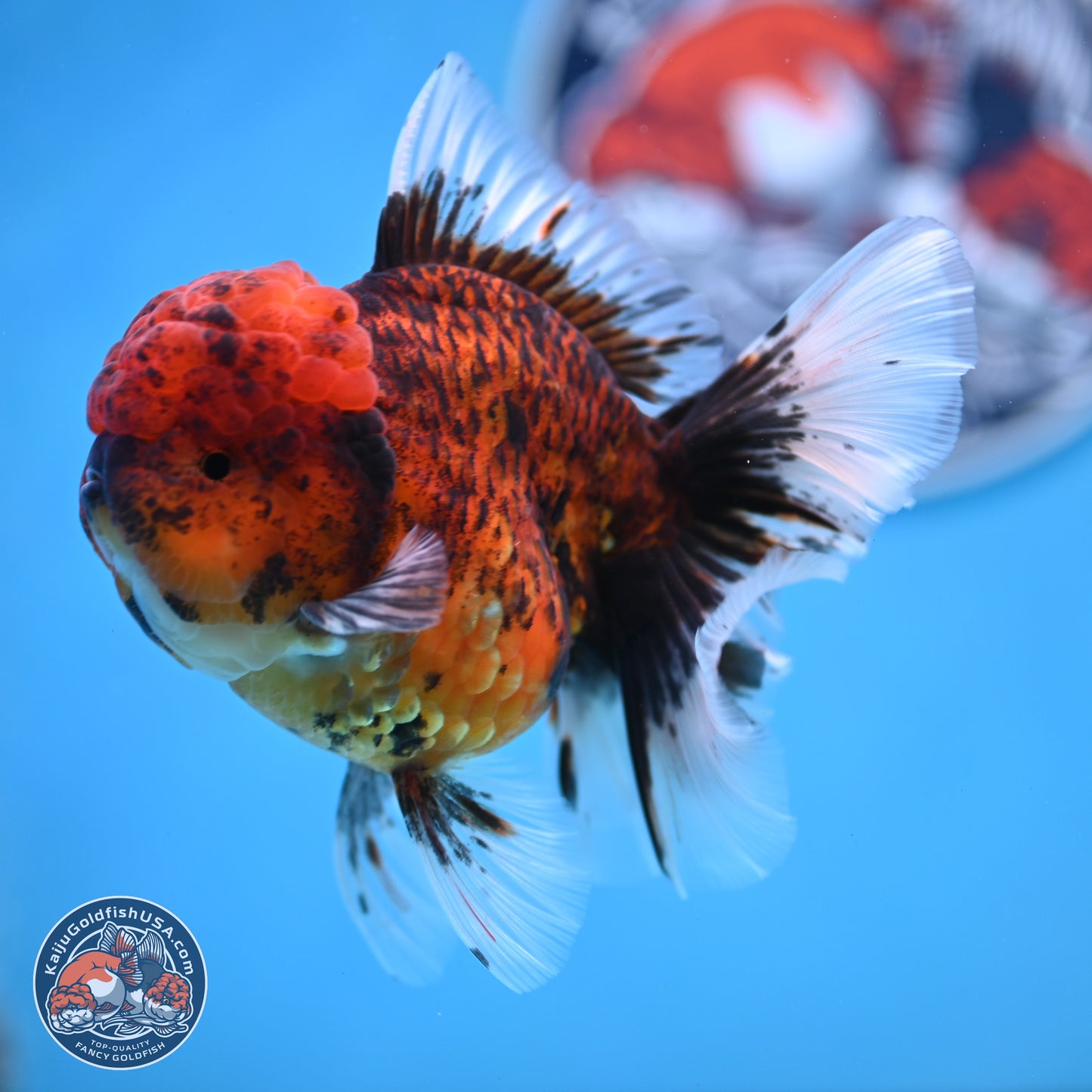 Red Kirin Rose Tail Oranda 3.75 inches Body - Female (250314_OR09)