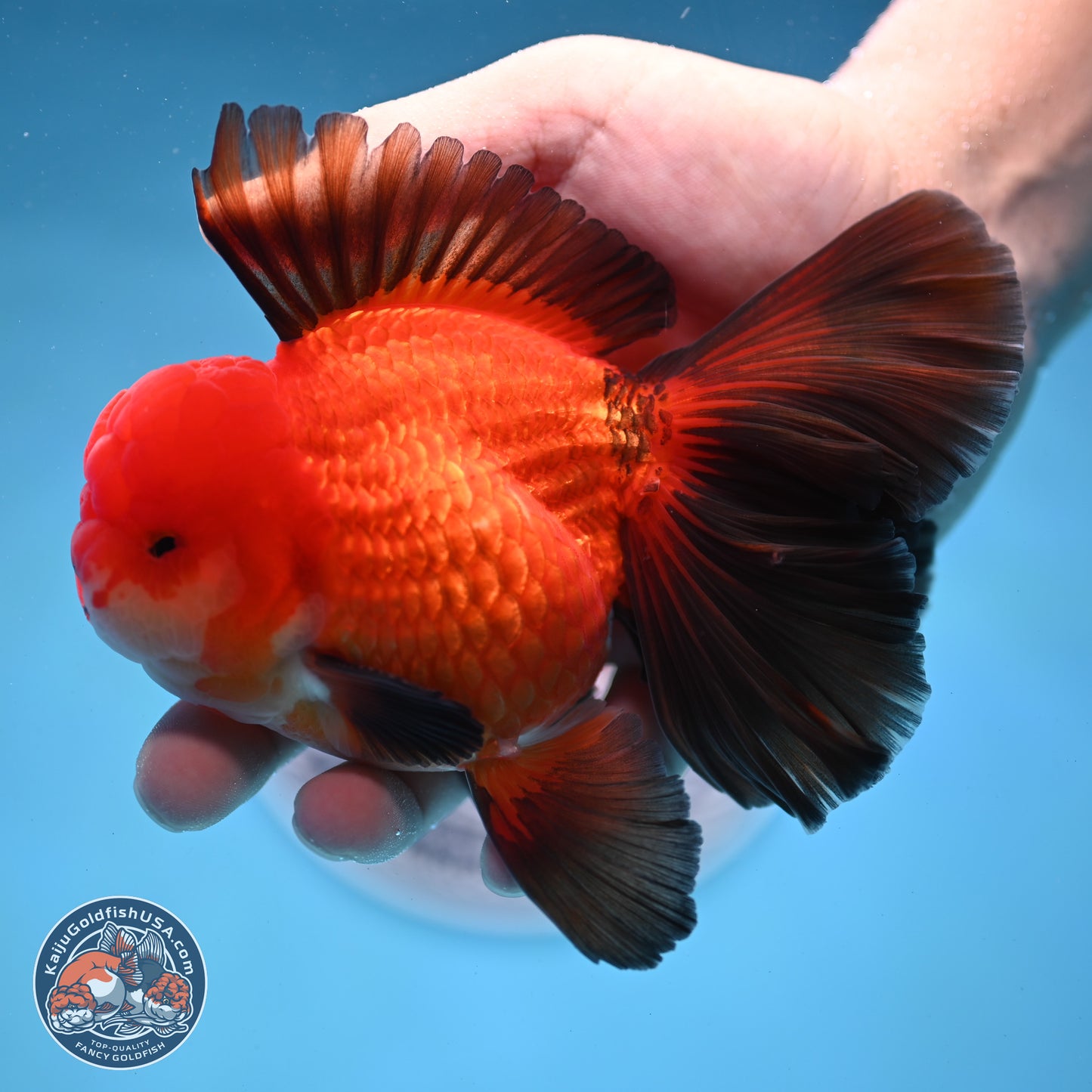 Ranchu inch Body (250812_RC02)
