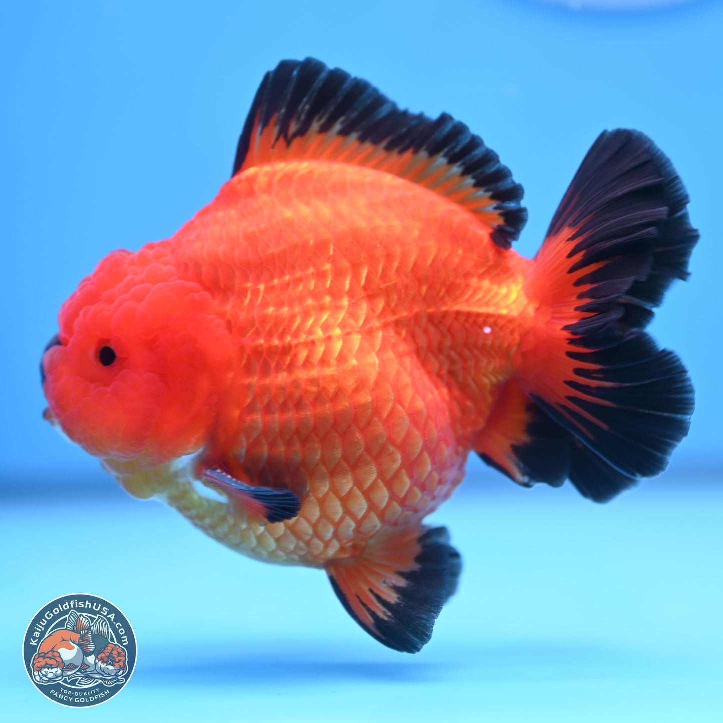 Apache YuanBao Oranda 4 inches Body - Male (241227_OR09) - Kaiju Goldfish USA