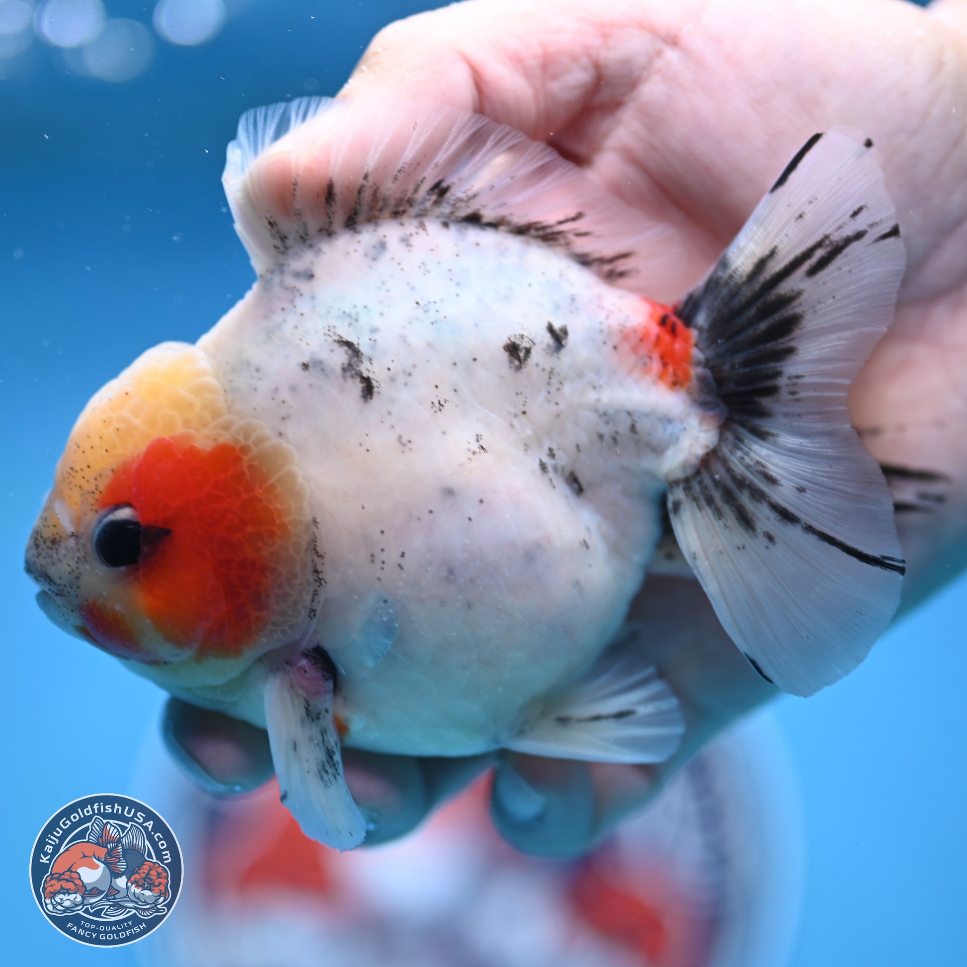 Calico YuanBao Oranda 4.5 inches - Male (241129_OR09) - Kaiju Goldfish USA