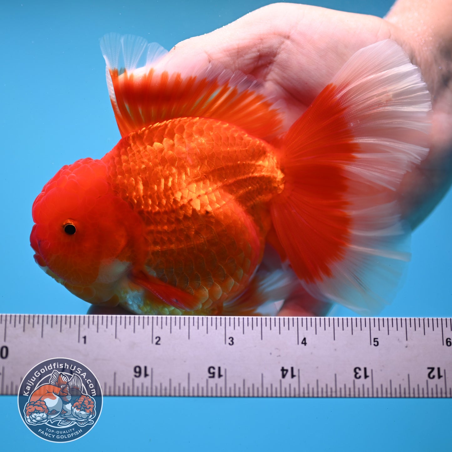 Red White Rose Tail Oranda 3.75 inches Body (250509_OR09)