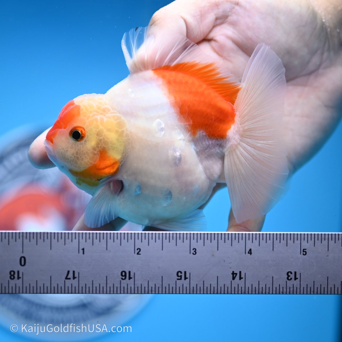 Shogun Godzilla Broad Tail Sakura Oranda 3.5in Body (240719_OR09) - Kaiju Goldfish USA