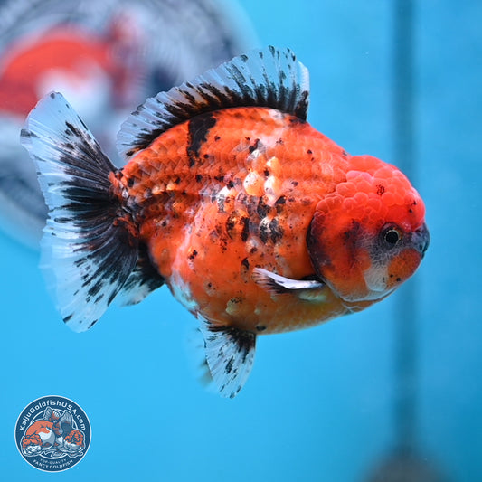 Shogun Tiger Oranda 4 inches Body - Male (250207_OR09)