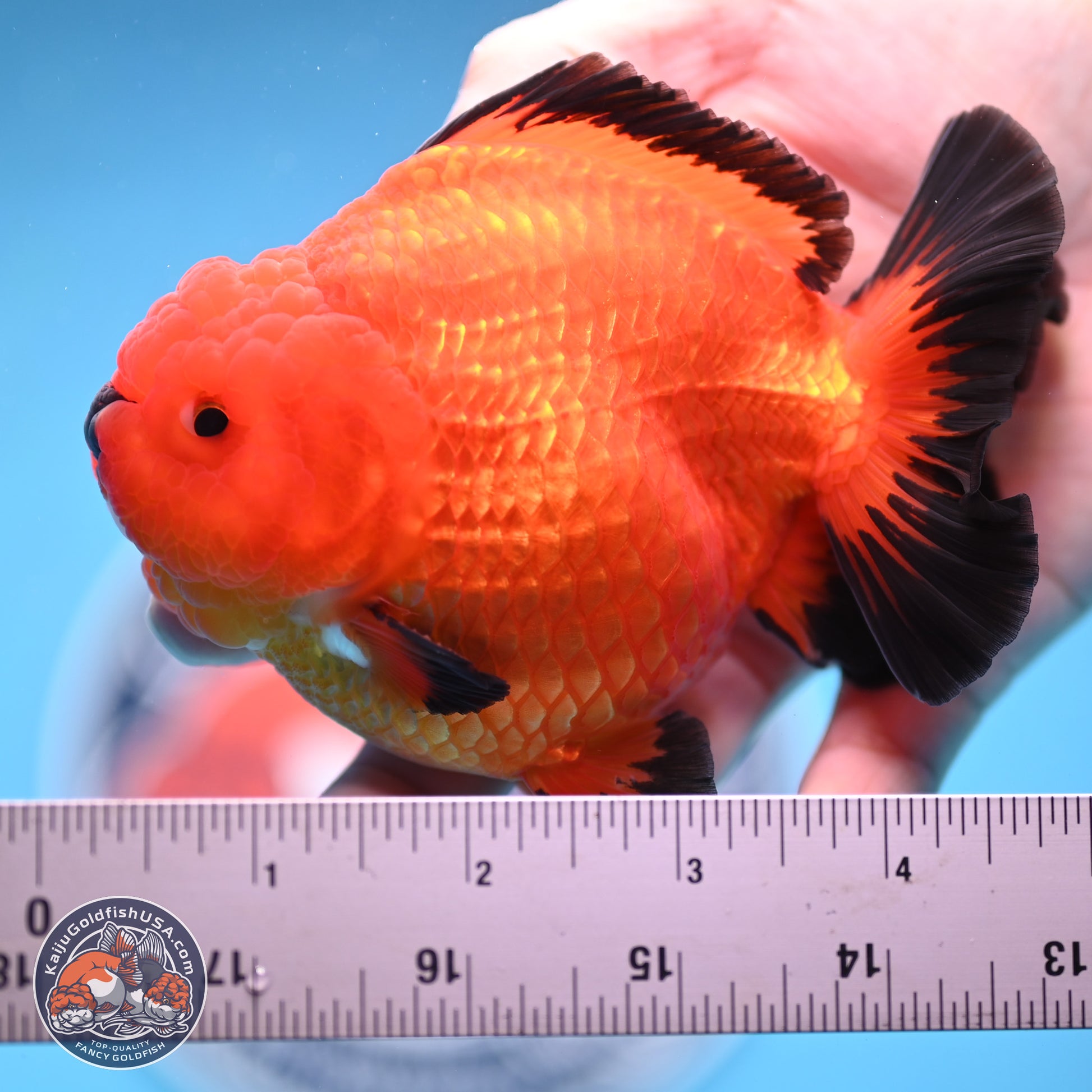 Apache YuanBao Oranda 4 inches Body - Male (241227_OR09) - Kaiju Goldfish USA