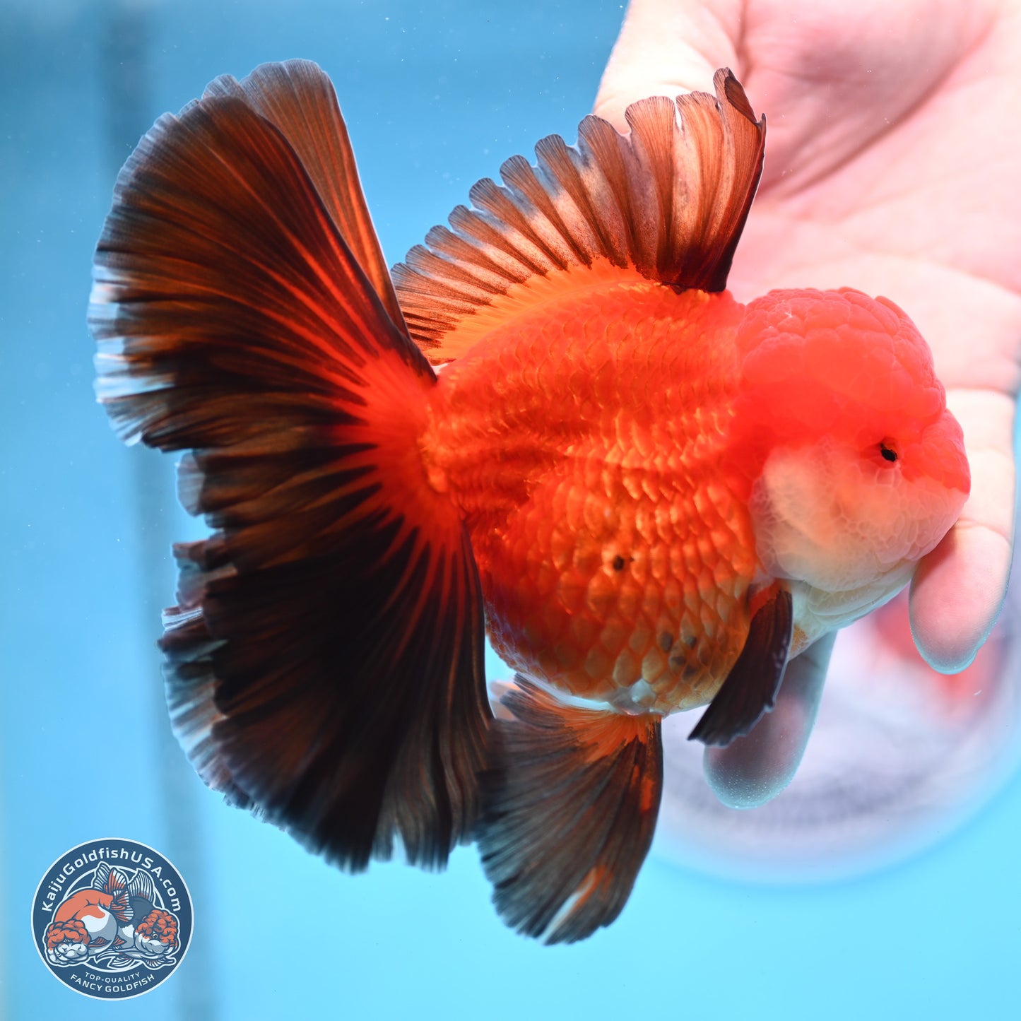 Ranchu inch Body (250812_RC02)