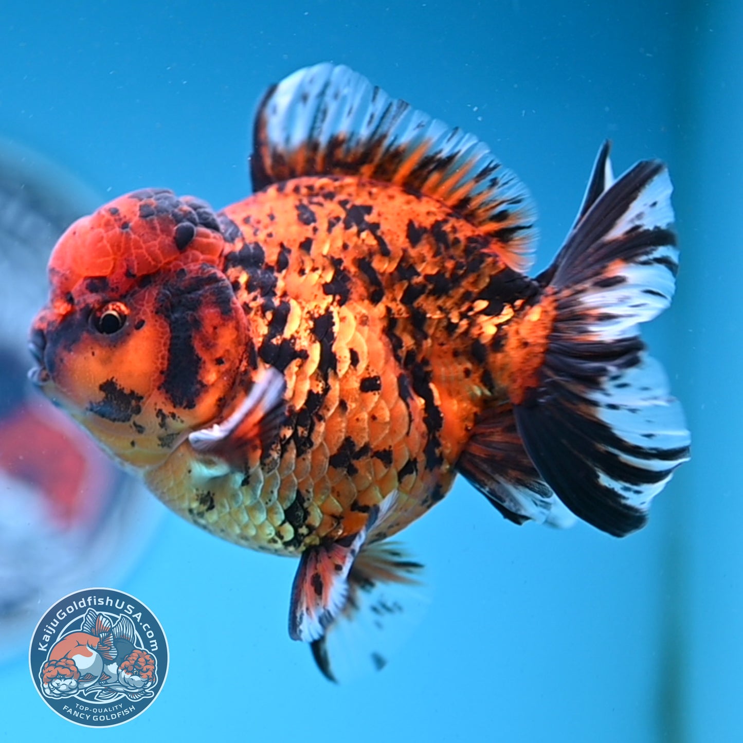 Shogun Tiger Oranda 4 inches Body - Male (250418_OR09)