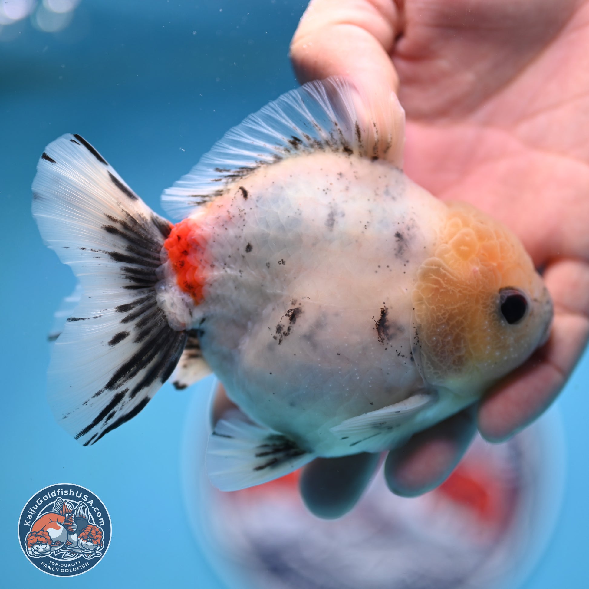 Calico YuanBao Oranda 4.5 inches - Male (241129_OR09) - Kaiju Goldfish USA