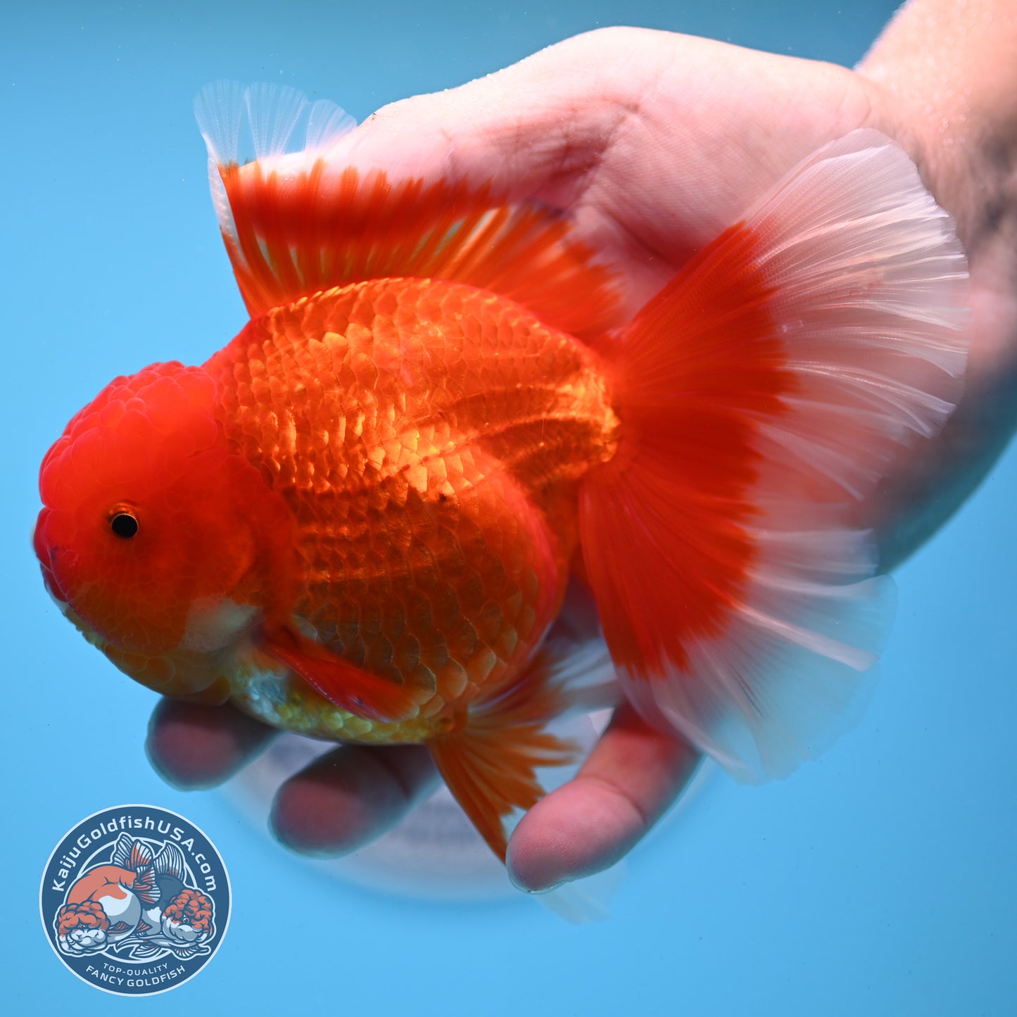 Red White Rose Tail Oranda 3.75 inches Body (250509_OR09)