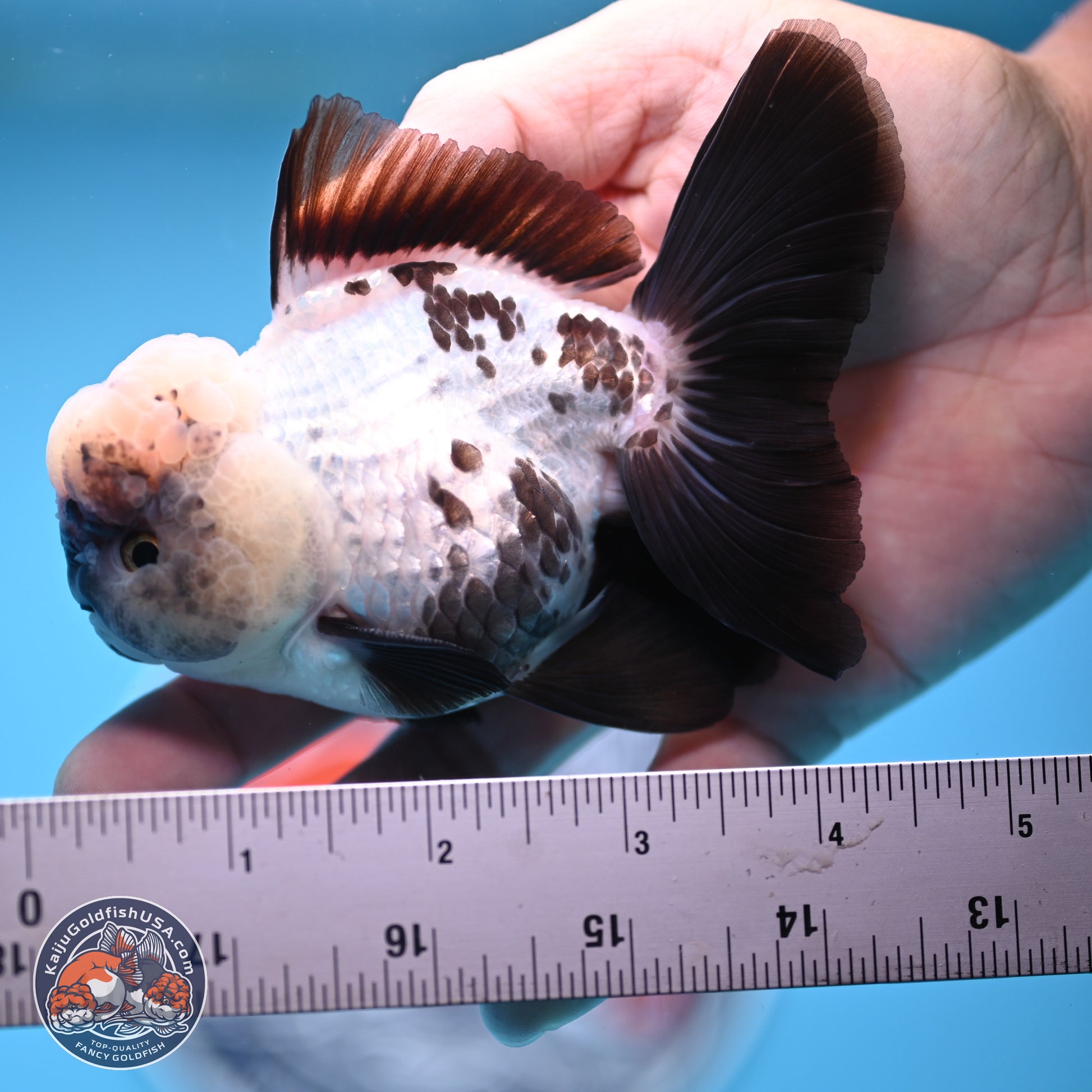 Panda Rose Tail Oranda 4.5 inches - Male (241206_OR09) - Kaiju Goldfish USA