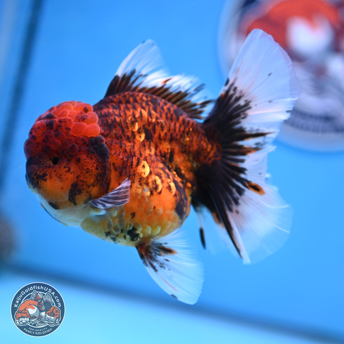 Red Kirin Rose Tail Oranda 3.75 inches Body - Female (250314_OR09)