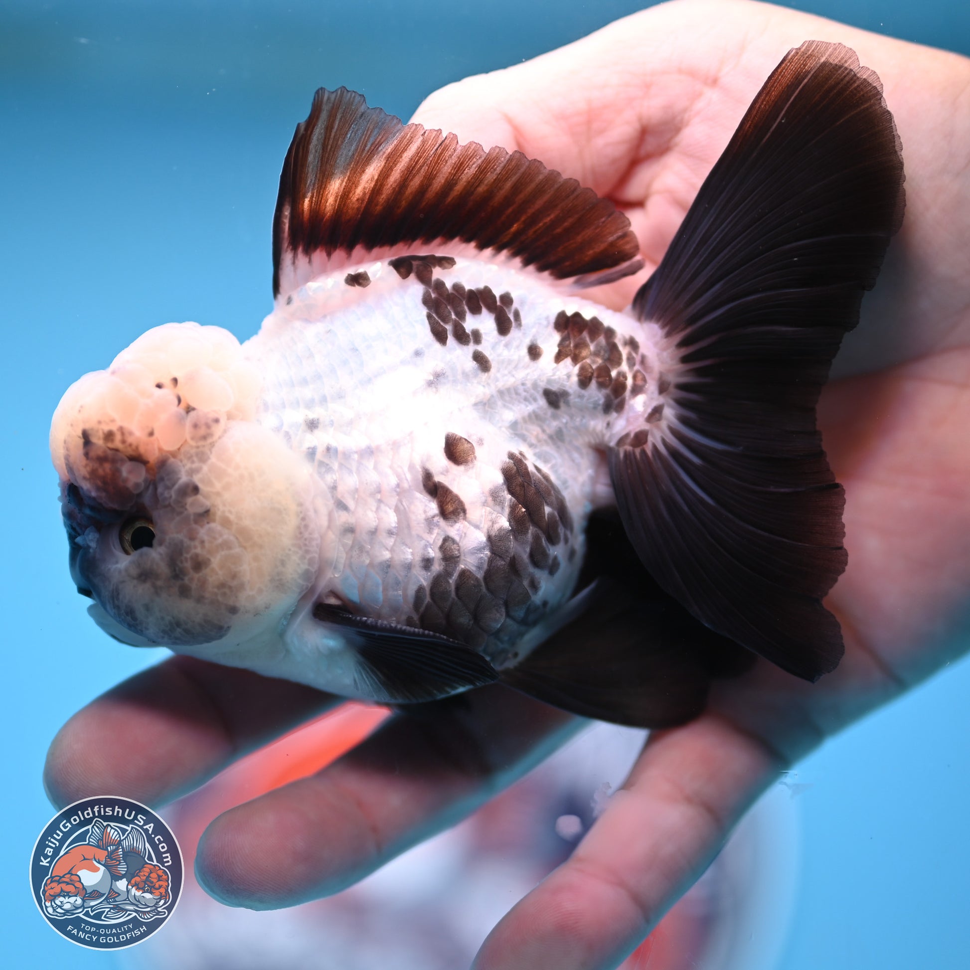 Panda Rose Tail Oranda 4.5 inches - Male (241206_OR09) - Kaiju Goldfish USA