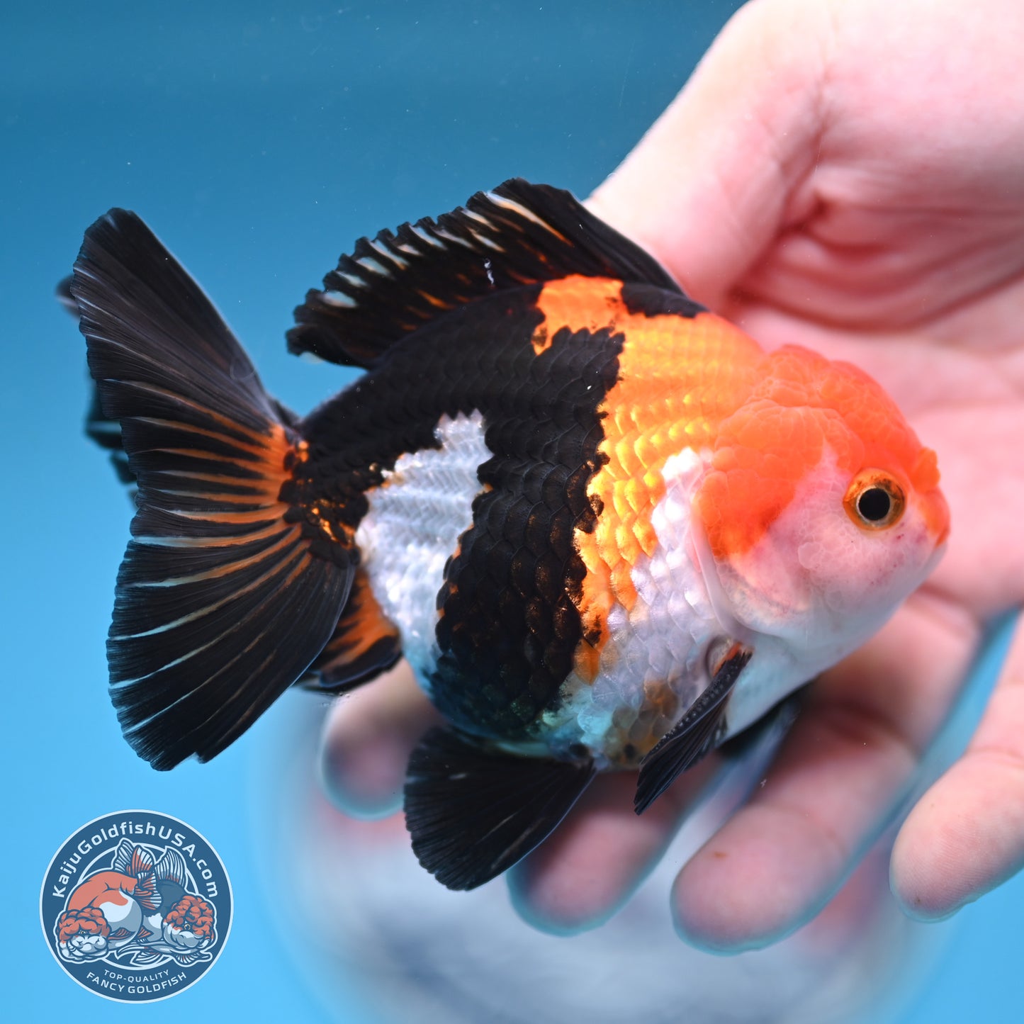 Tricolor Oranda 3 inches Body (250606_OR09)