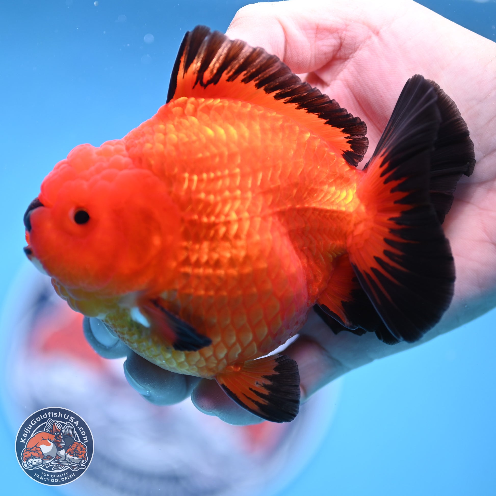 Apache YuanBao Oranda 4 inches Body - Male (241227_OR09) - Kaiju Goldfish USA