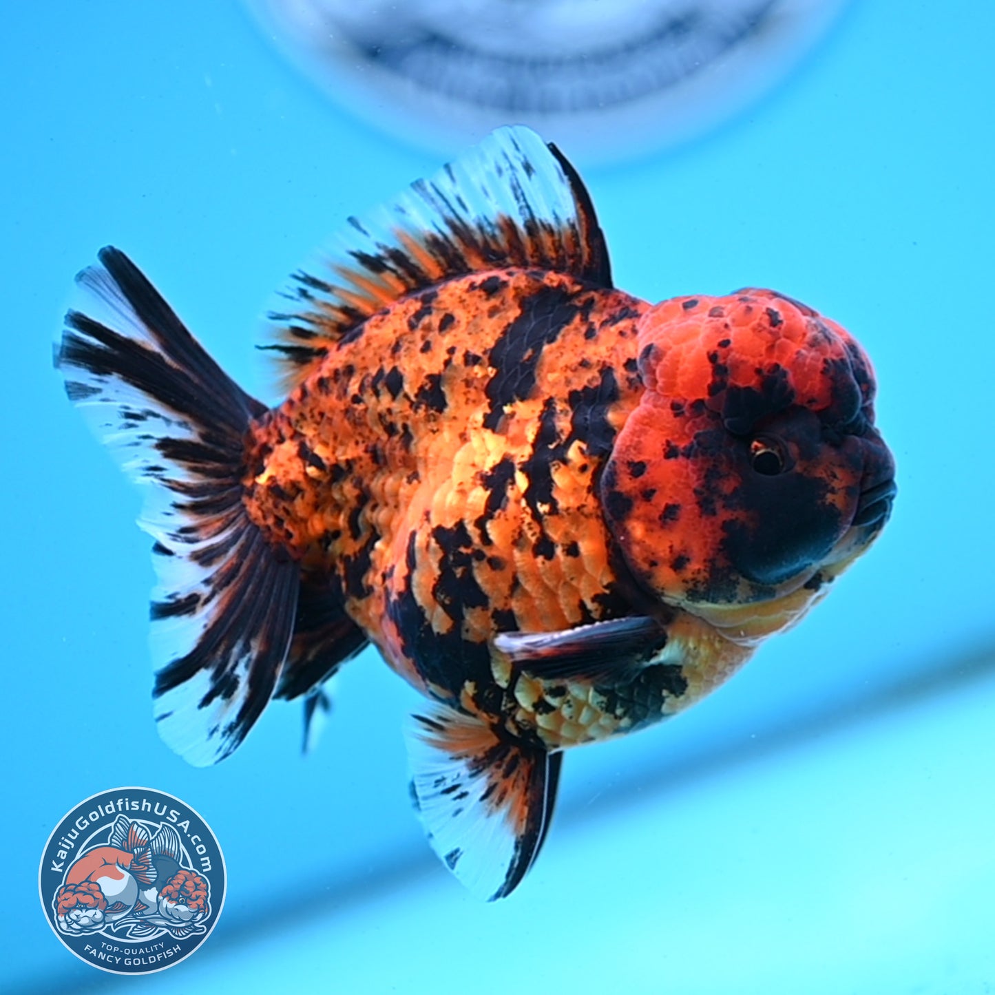 Shogun Tiger Oranda 4 inches Body - Male (250418_OR09)
