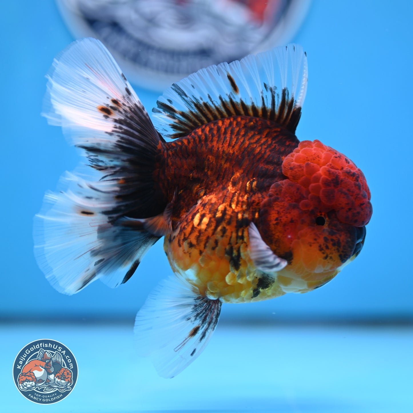 Red Kirin Rose Tail Oranda 3.75 inches Body - Female (250314_OR09)