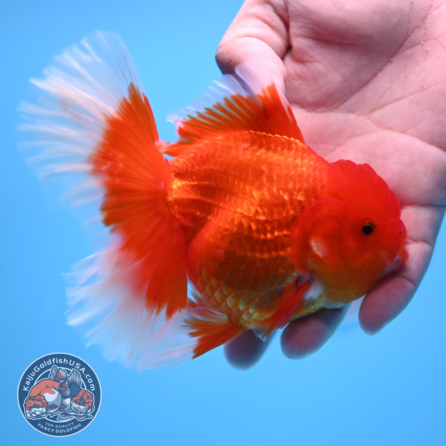 Red White Rose Tail Oranda 3.75 inches Body (250509_OR09)