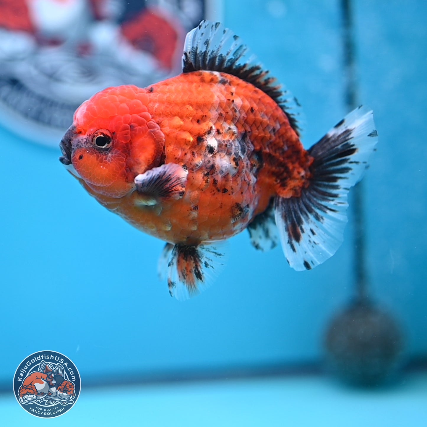 Shogun Tiger Oranda 4 inches Body - Male (250207_OR09)