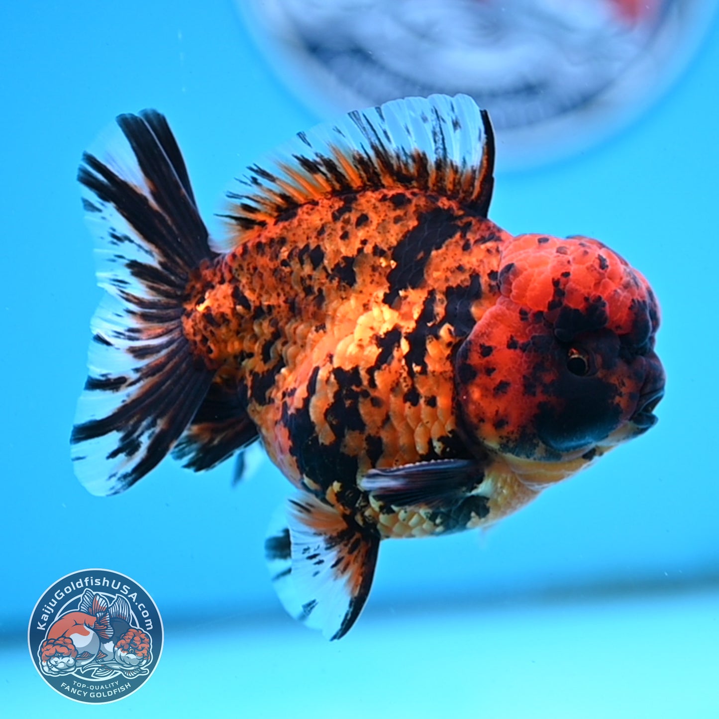 Shogun Tiger Oranda 4 inches Body - Male (250418_OR09)