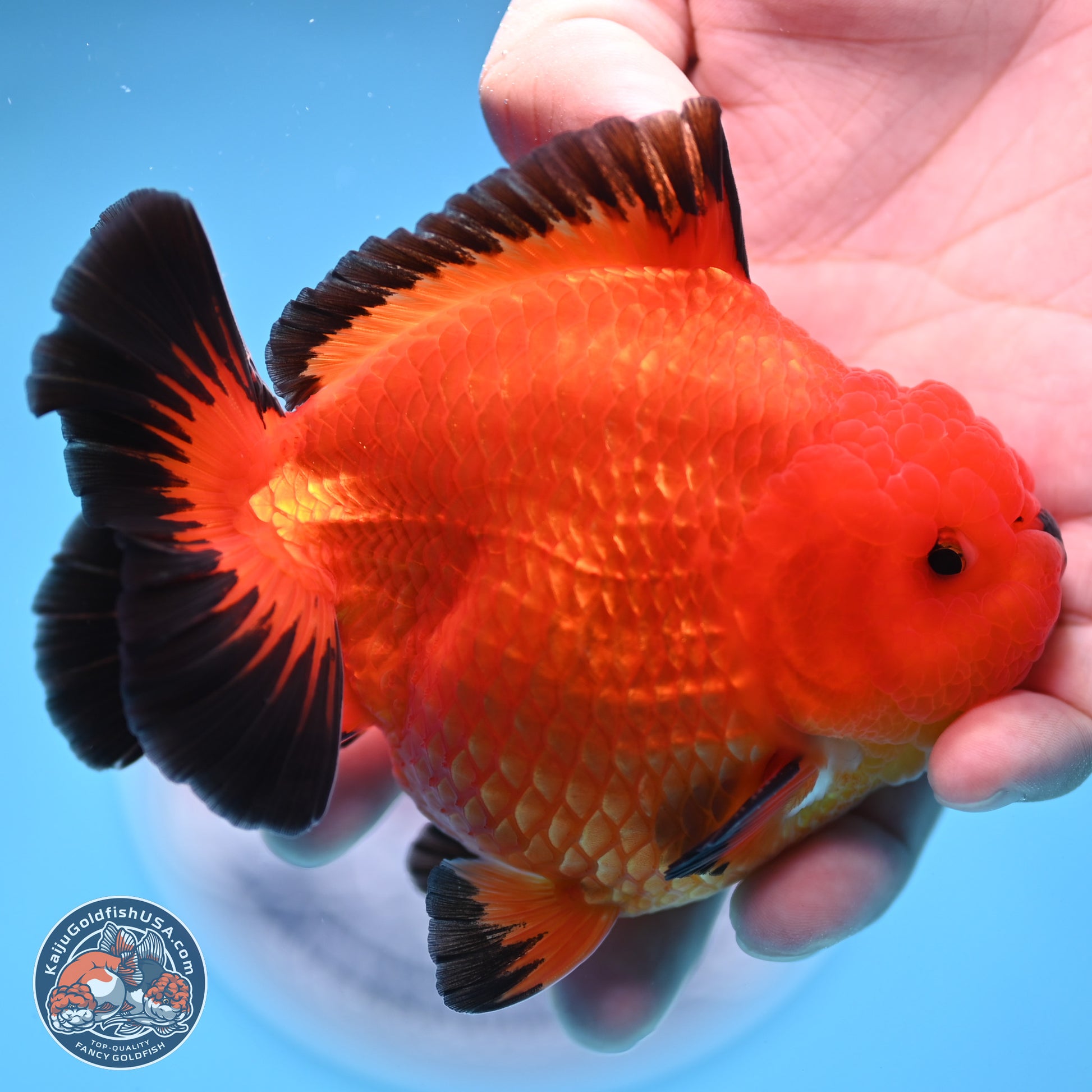 Apache YuanBao Oranda 4 inches Body - Male (241227_OR09) - Kaiju Goldfish USA