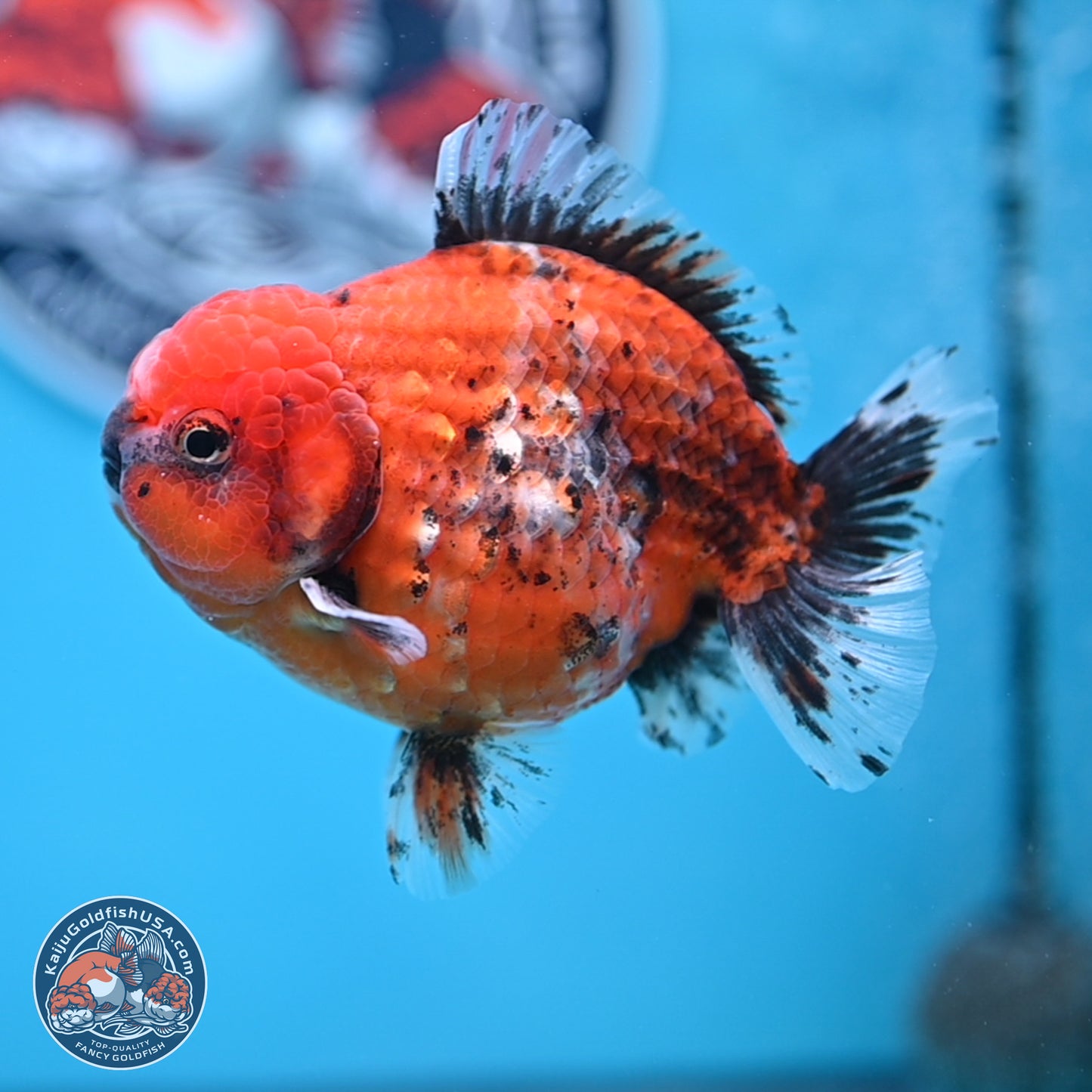 Shogun Tiger Oranda 4 inches Body - Male (250207_OR09)