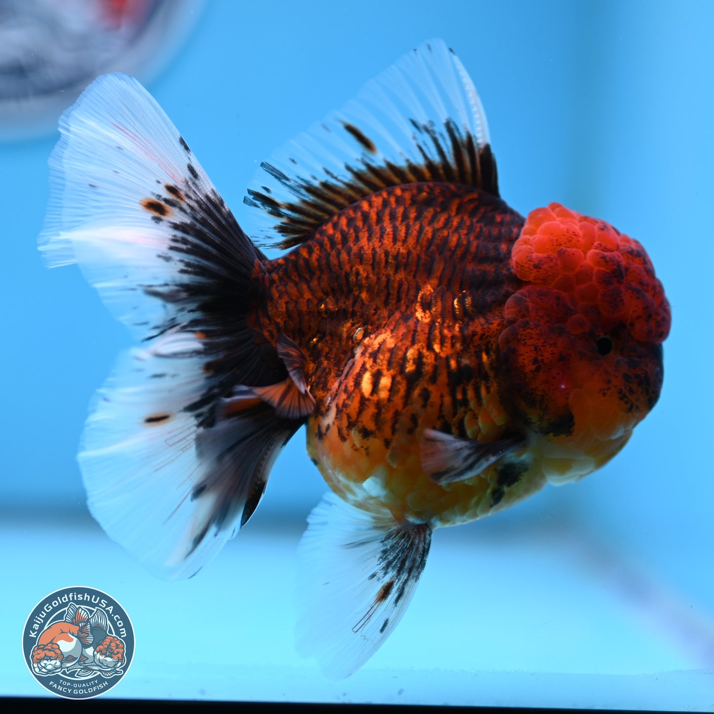 Red Kirin Rose Tail Oranda 3.75 inches Body - Female (250314_OR09)