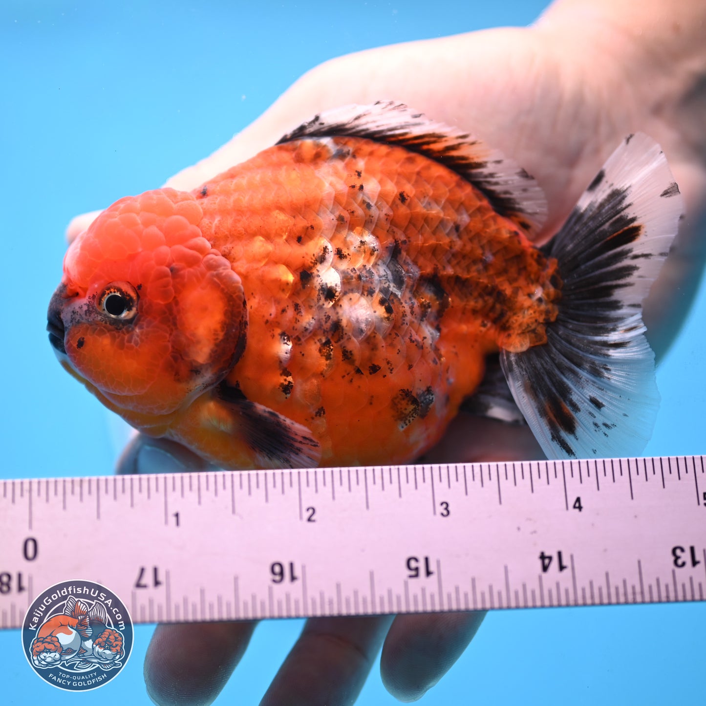 Shogun Tiger Oranda 4 inches Body - Male (250207_OR09)