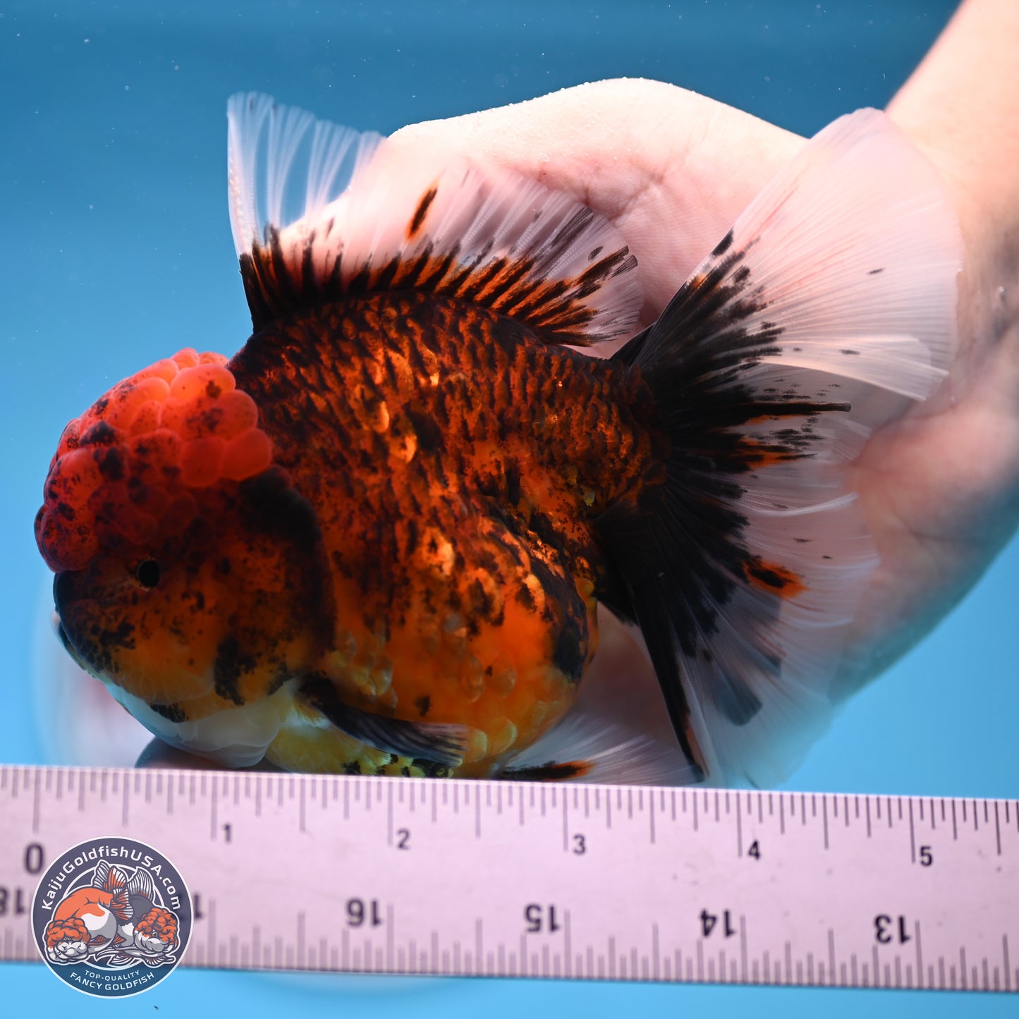 Red Kirin Rose Tail Oranda 3.75 inches Body - Female (250314_OR09)