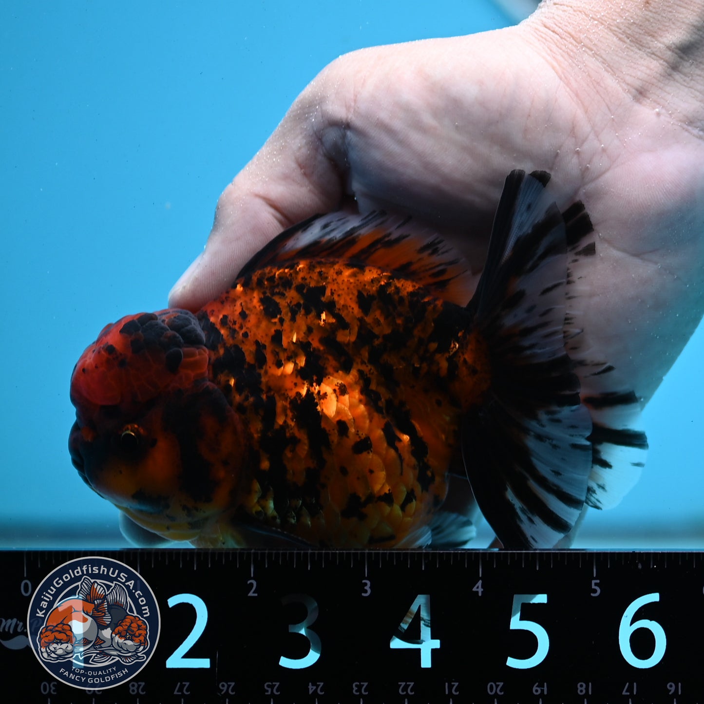 Shogun Tiger Oranda 4 inches Body - Male (250418_OR09)