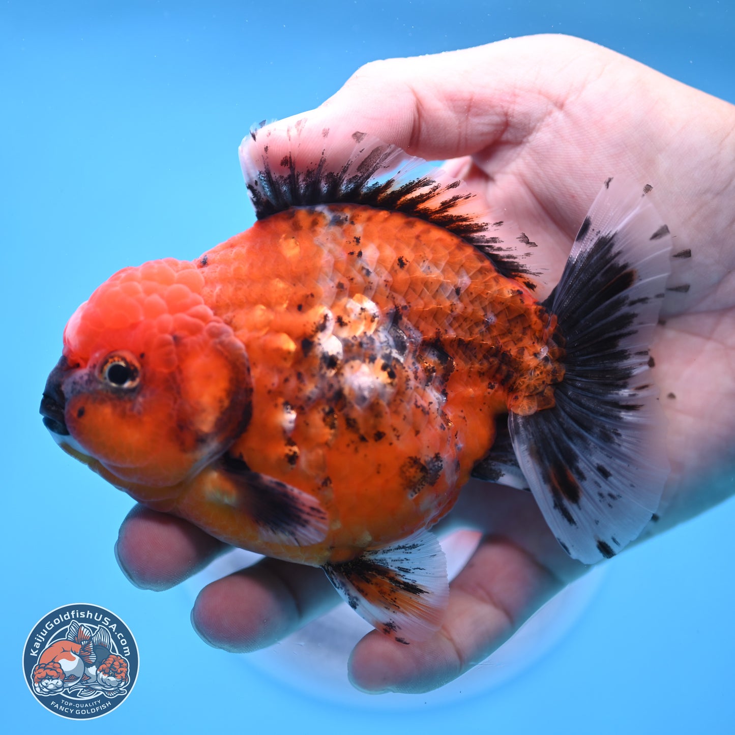 Shogun Tiger Oranda 4 inches Body - Male (250207_OR09)