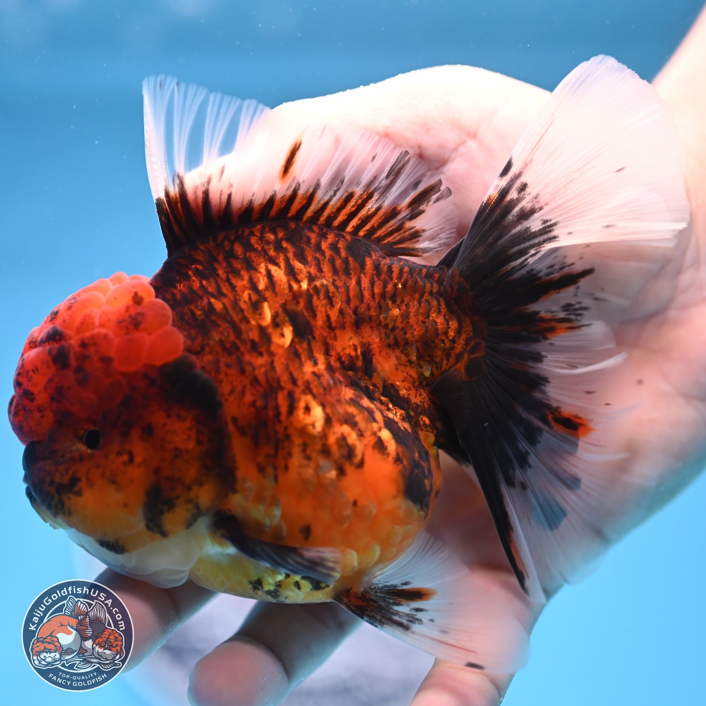 Red Kirin Rose Tail Oranda 3.75 inches Body - Female (250314_OR09)