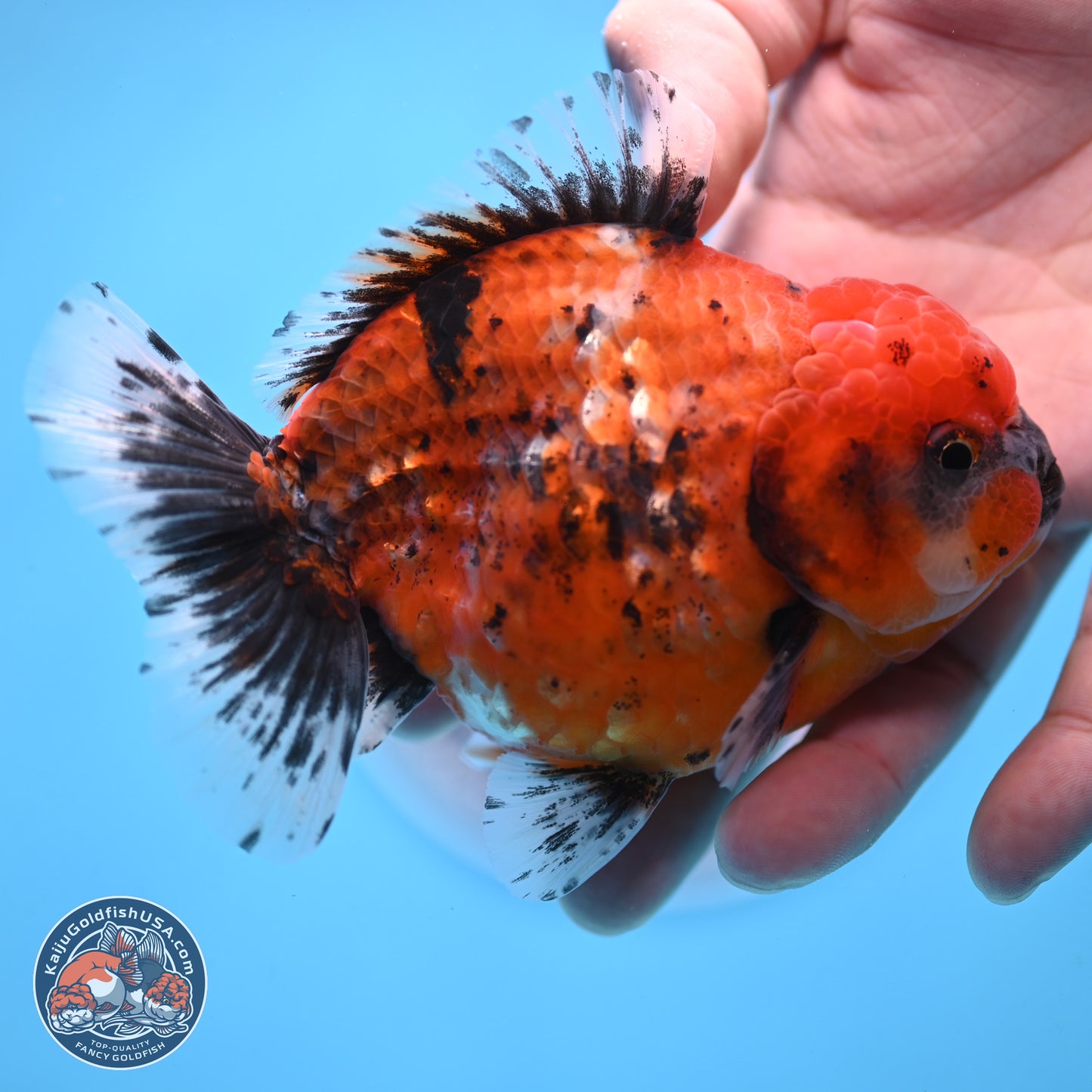 Shogun Tiger Oranda 4 inches Body - Male (250207_OR09)