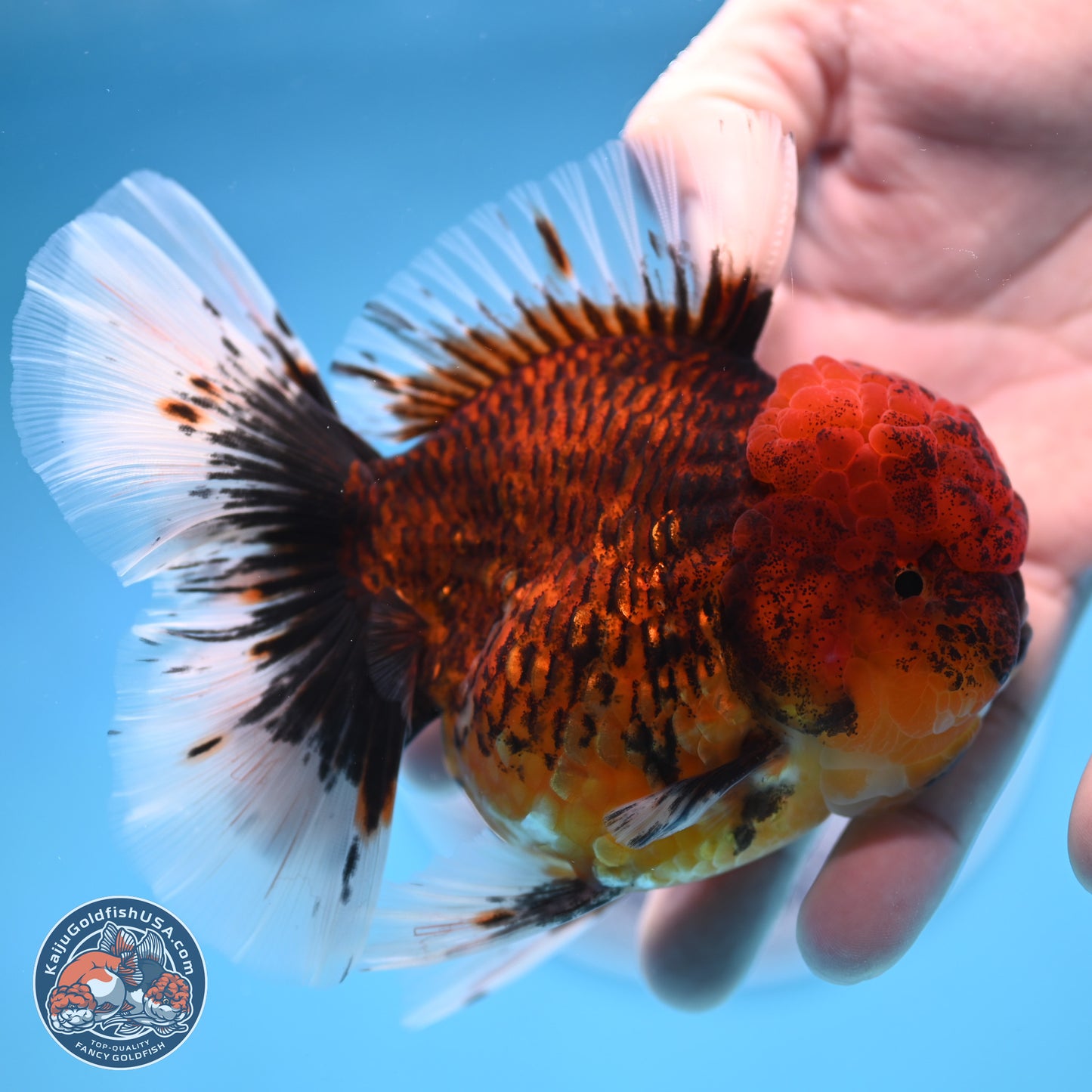 Red Kirin Rose Tail Oranda 3.75 inches Body - Female (250314_OR09)