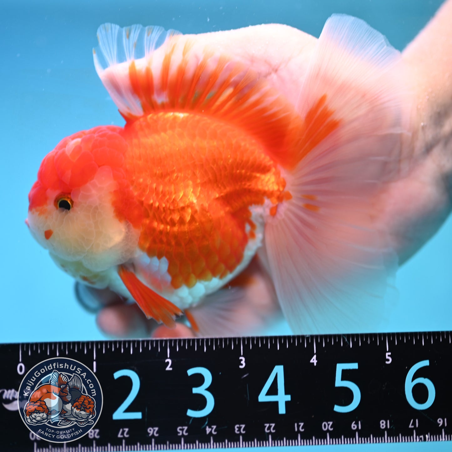 Rose Tail Red White Oranda 4 inch Body (250905_OR09)