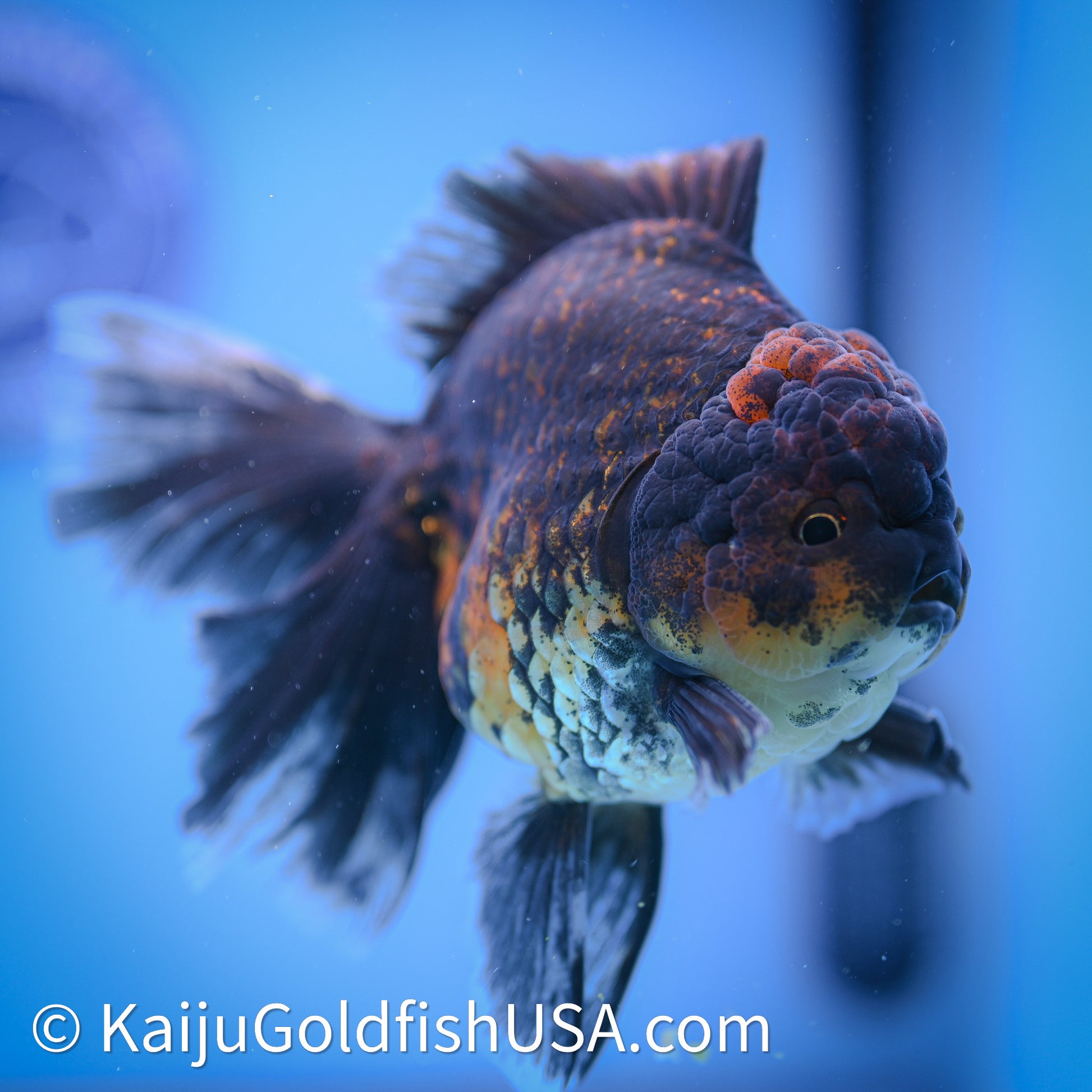 Kirin Rose Tail Oranda 4in Body (240628_OR09) - Kaiju Goldfish USA