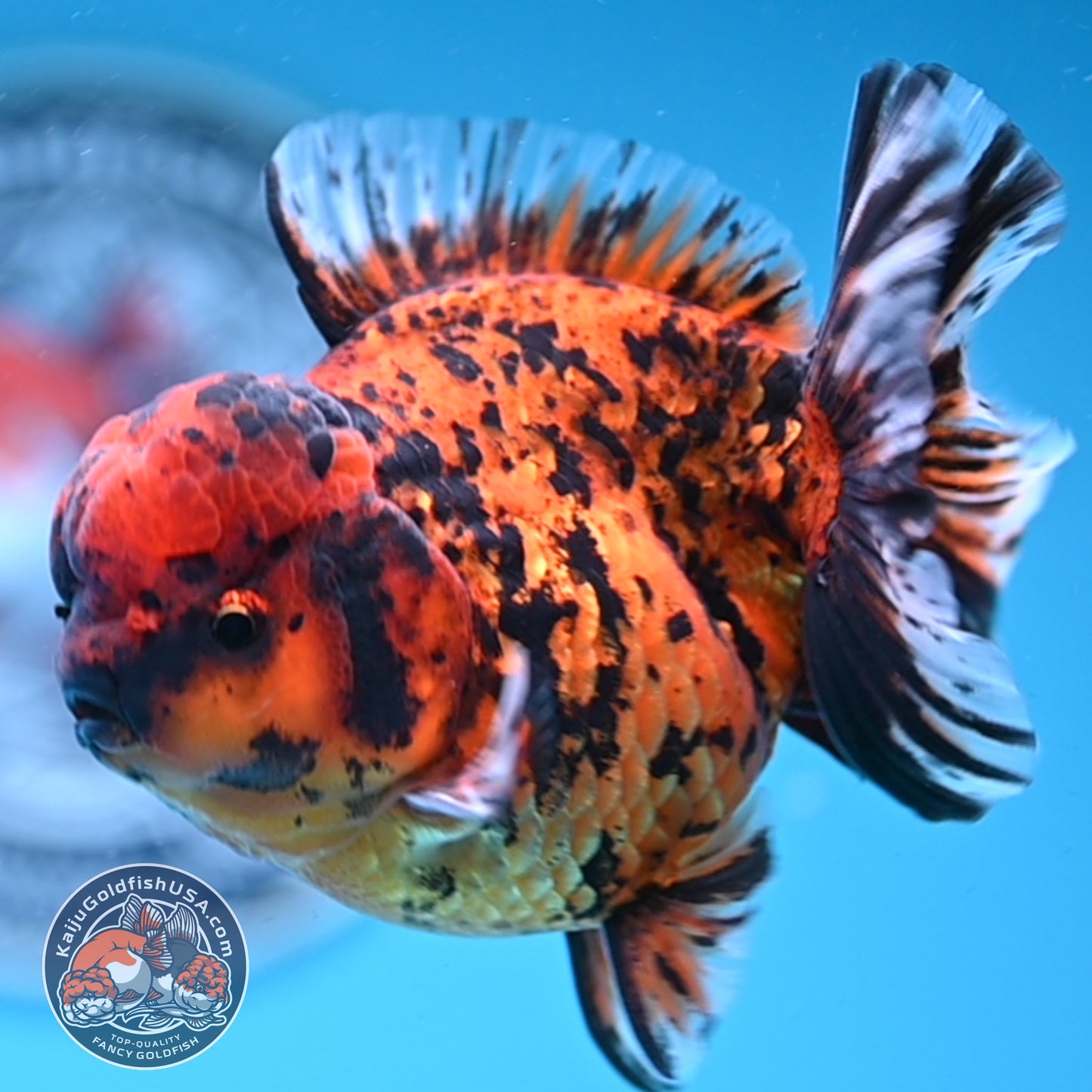 Shogun Tiger Oranda 4 inches Body - Male (250418_OR09)