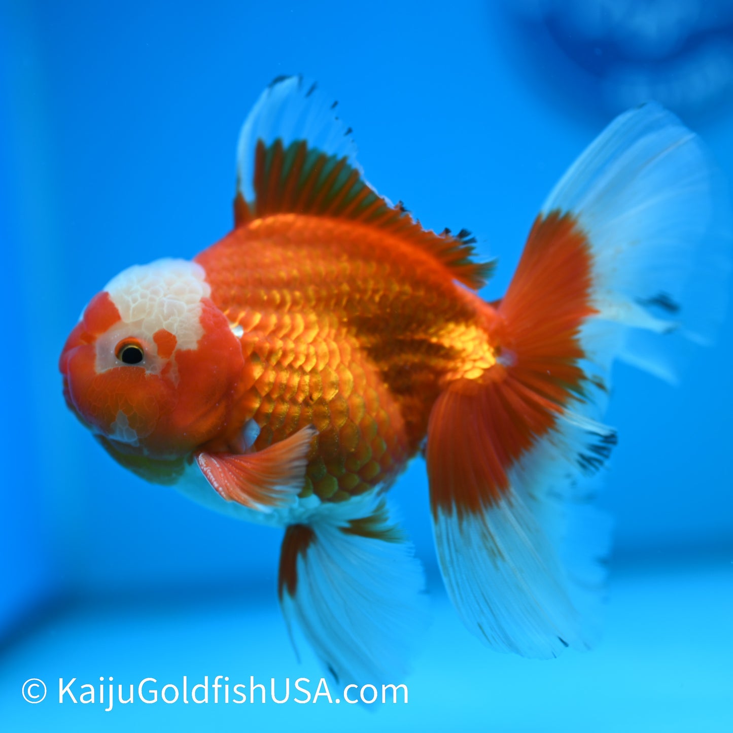 Jade Top Rose Tail Red White Oranda 4.5-5 inches (240322_OR9) - Kaiju Goldfish USA