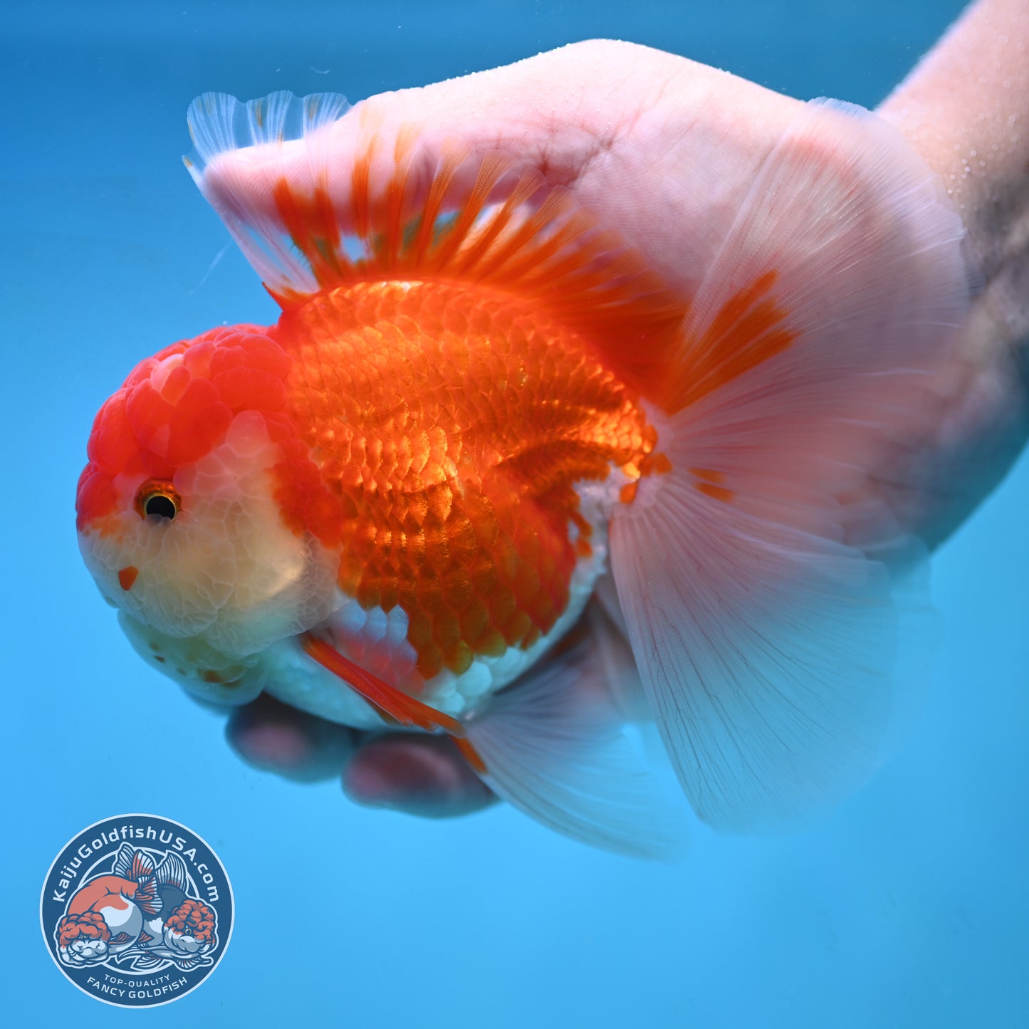 Rose Tail Red White Oranda 4 inch Body (250905_OR09)