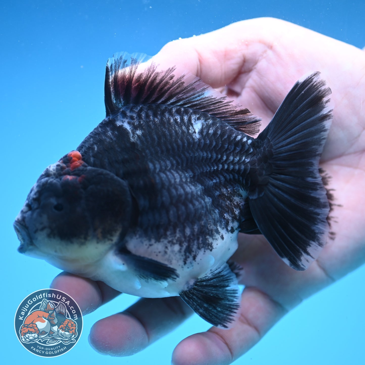 Shogun Blue Kirin Oranda 4 inch Body (250822_OR09)