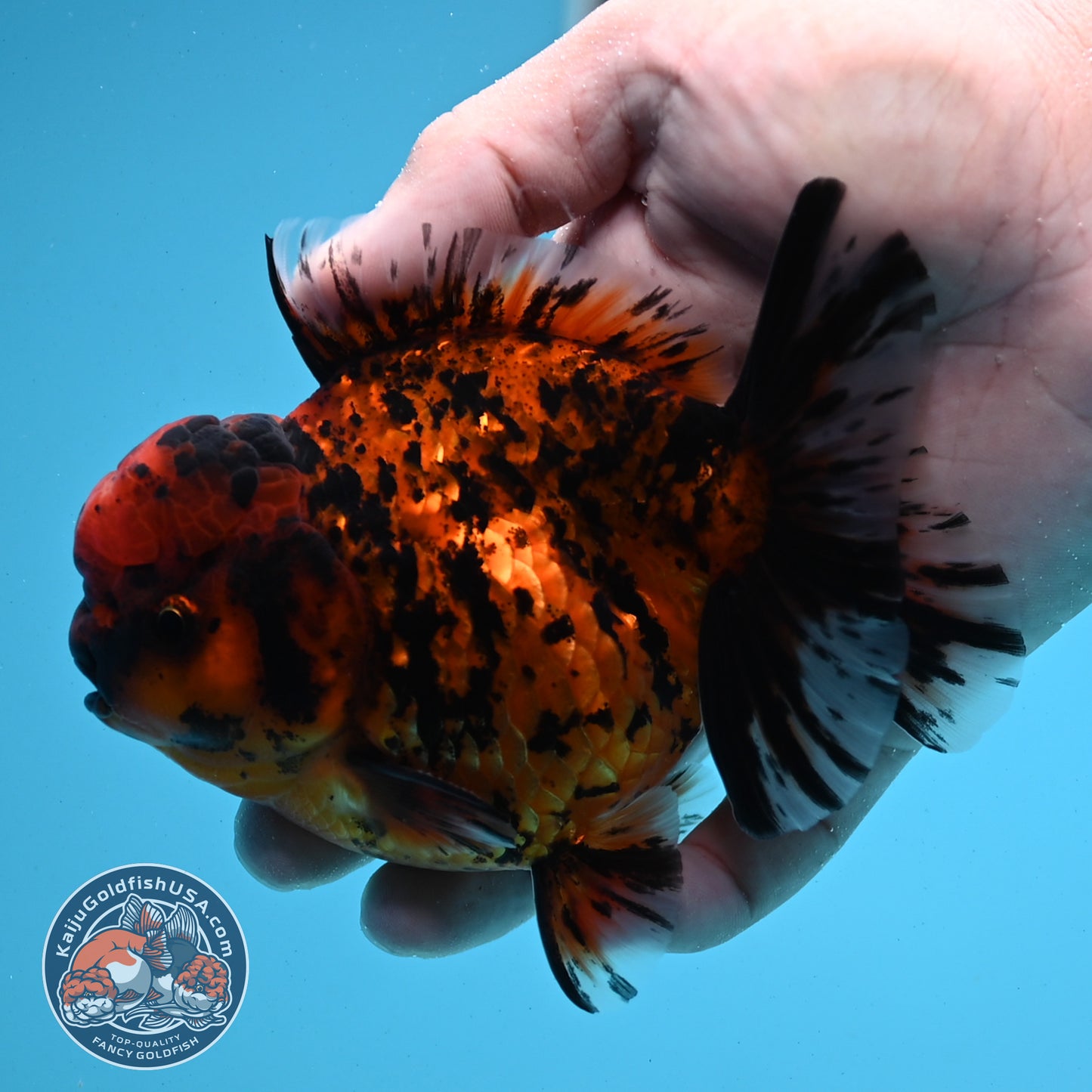 Shogun Tiger Oranda 4 inches Body - Male (250418_OR09)