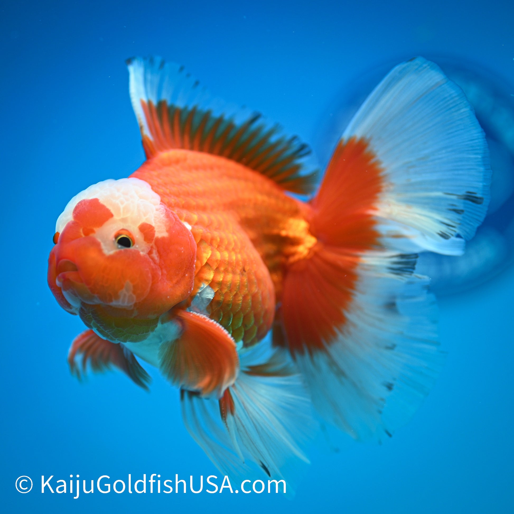 Jade Top Rose Tail Red White Oranda 4.5-5 inches (240322_OR9) - Kaiju Goldfish USA