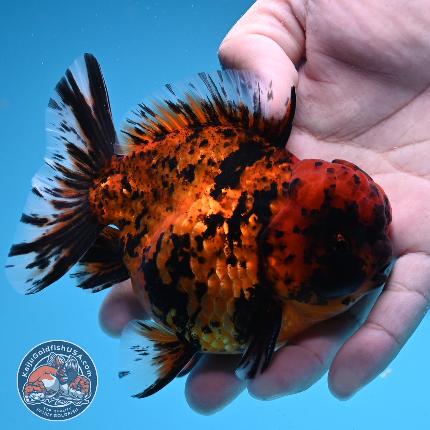 Shogun Tiger Oranda 4 inches Body - Male (250418_OR09)