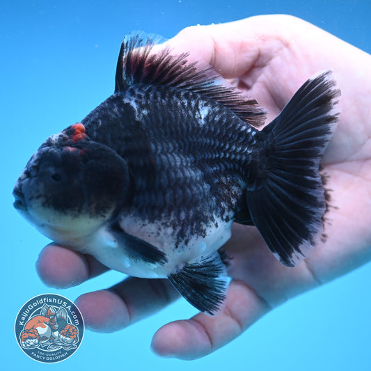 Shogun Blue Kirin Oranda 4 inch Body (250822_OR09)