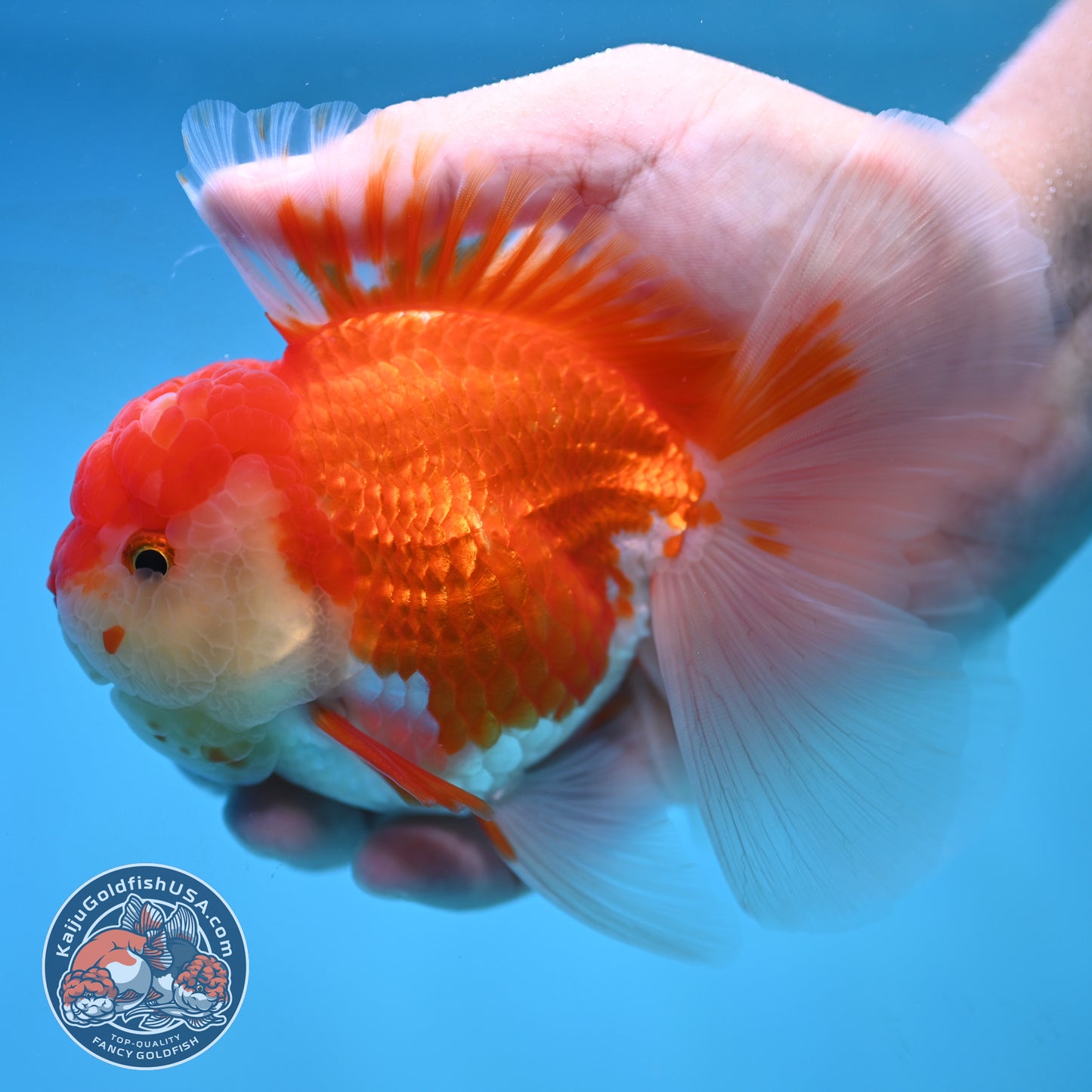 Rose Tail Red White Oranda 4 inch Body (250905_OR09)