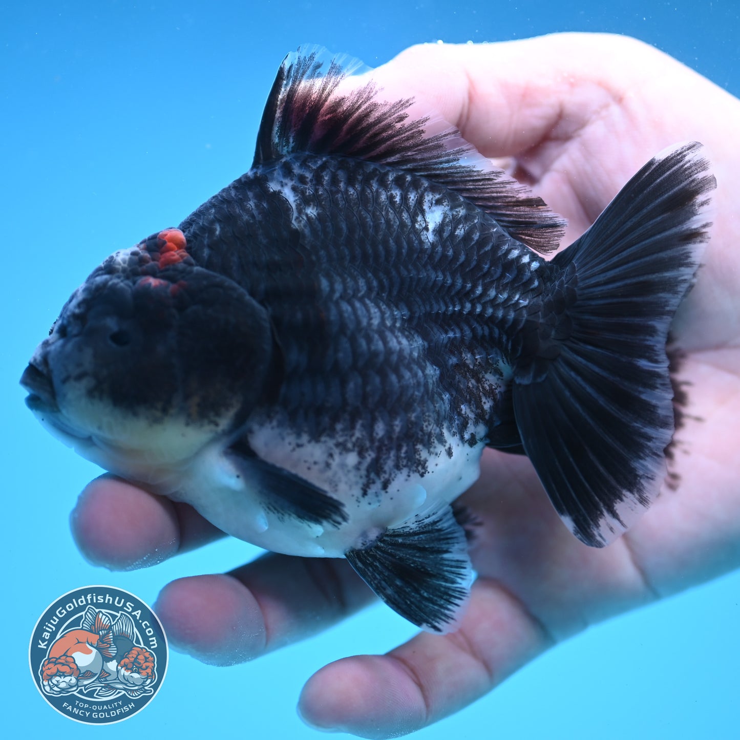 Shogun Blue Kirin Oranda 4 inch Body (250822_OR09)