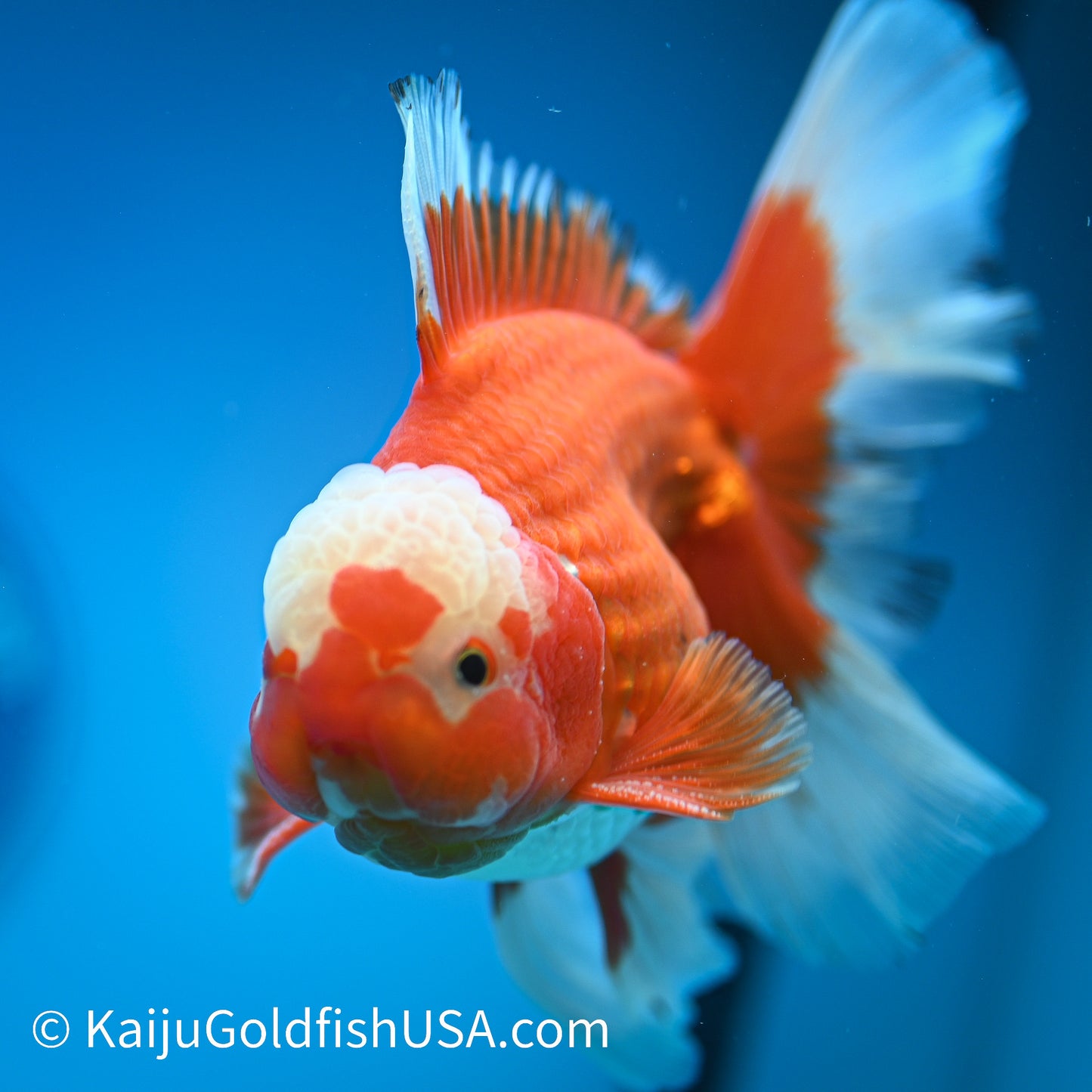 Jade Top Rose Tail Red White Oranda 4.5-5 inches (240322_OR9) - Kaiju Goldfish USA