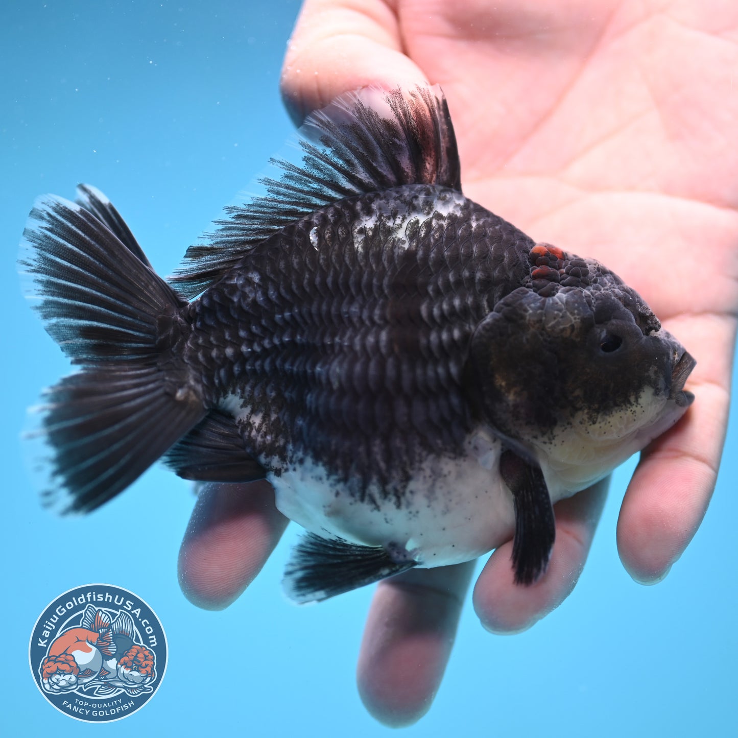 Shogun Blue Kirin Oranda 4 inch Body (250822_OR09)