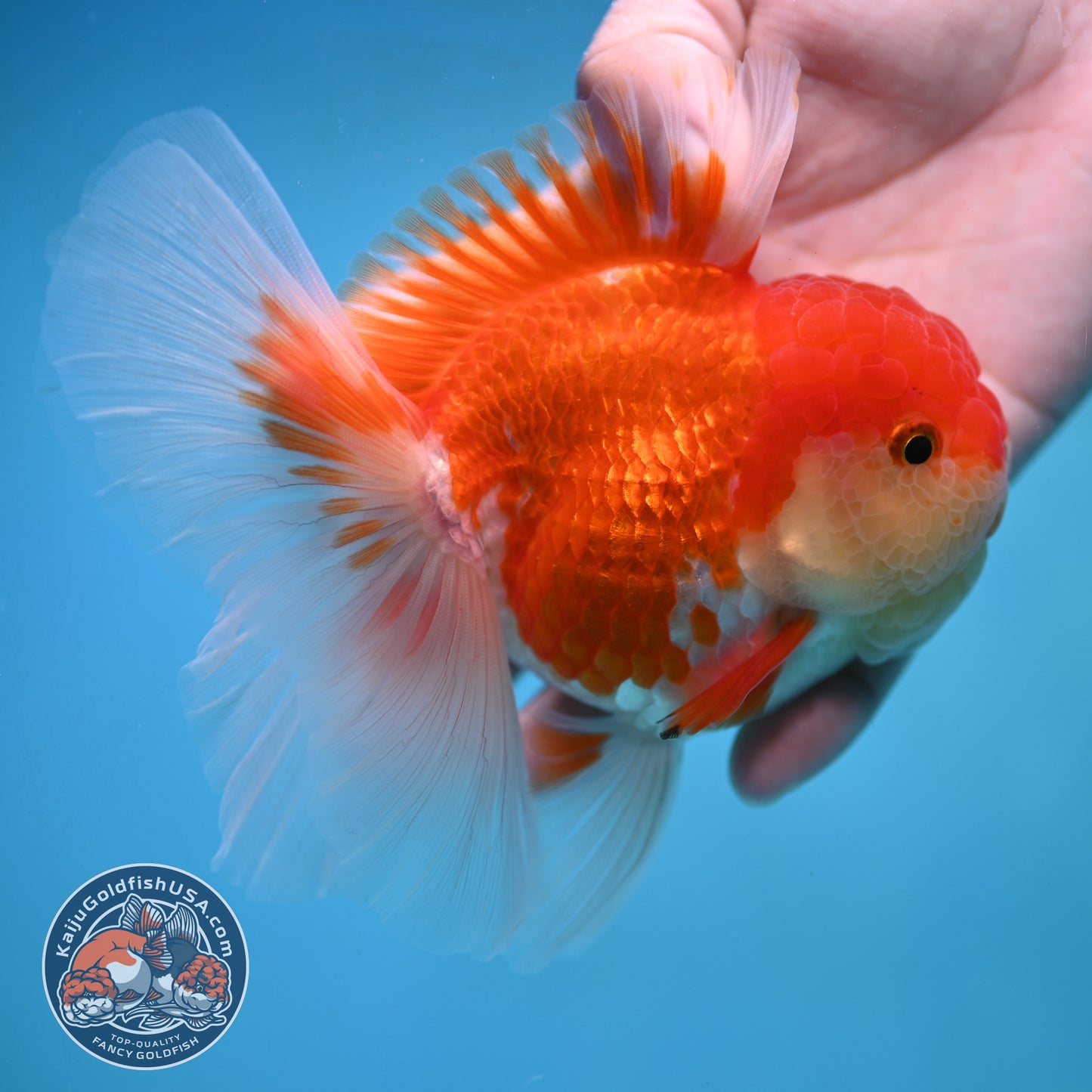 Rose Tail Red White Oranda 4 inch Body (250905_OR09)