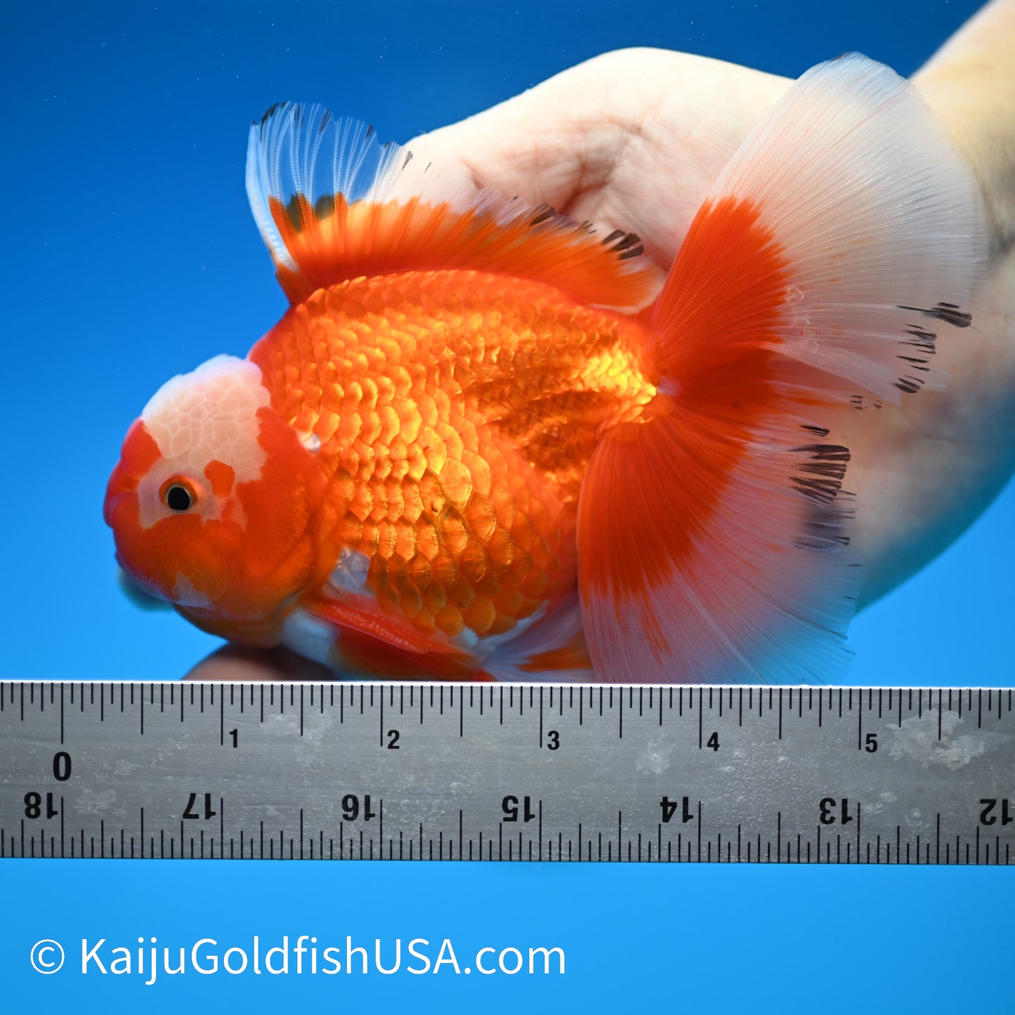 Jade Top Rose Tail Red White Oranda 4.5-5 inches (240322_OR9) - Kaiju Goldfish USA