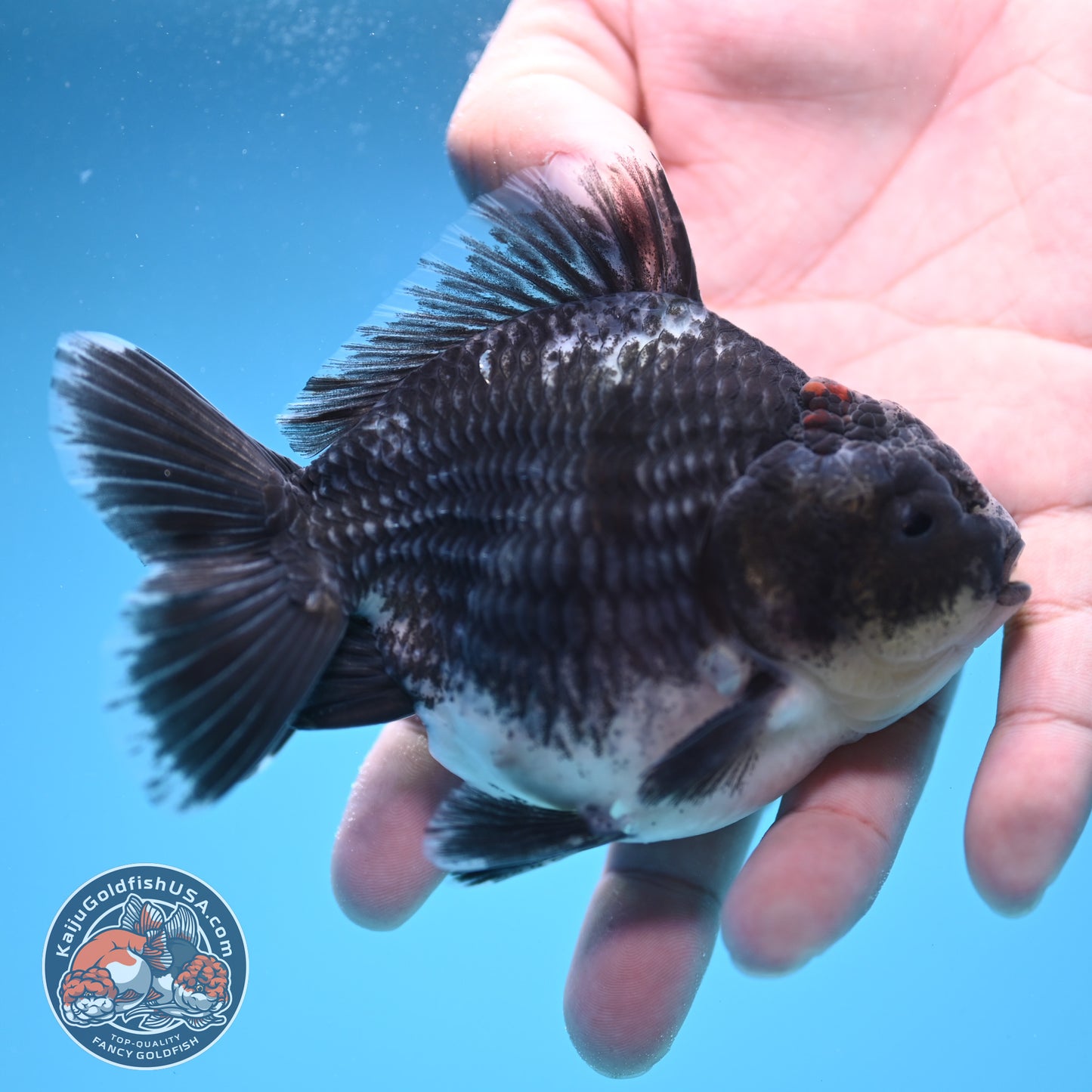 Shogun Blue Kirin Oranda 4 inch Body (250822_OR09)