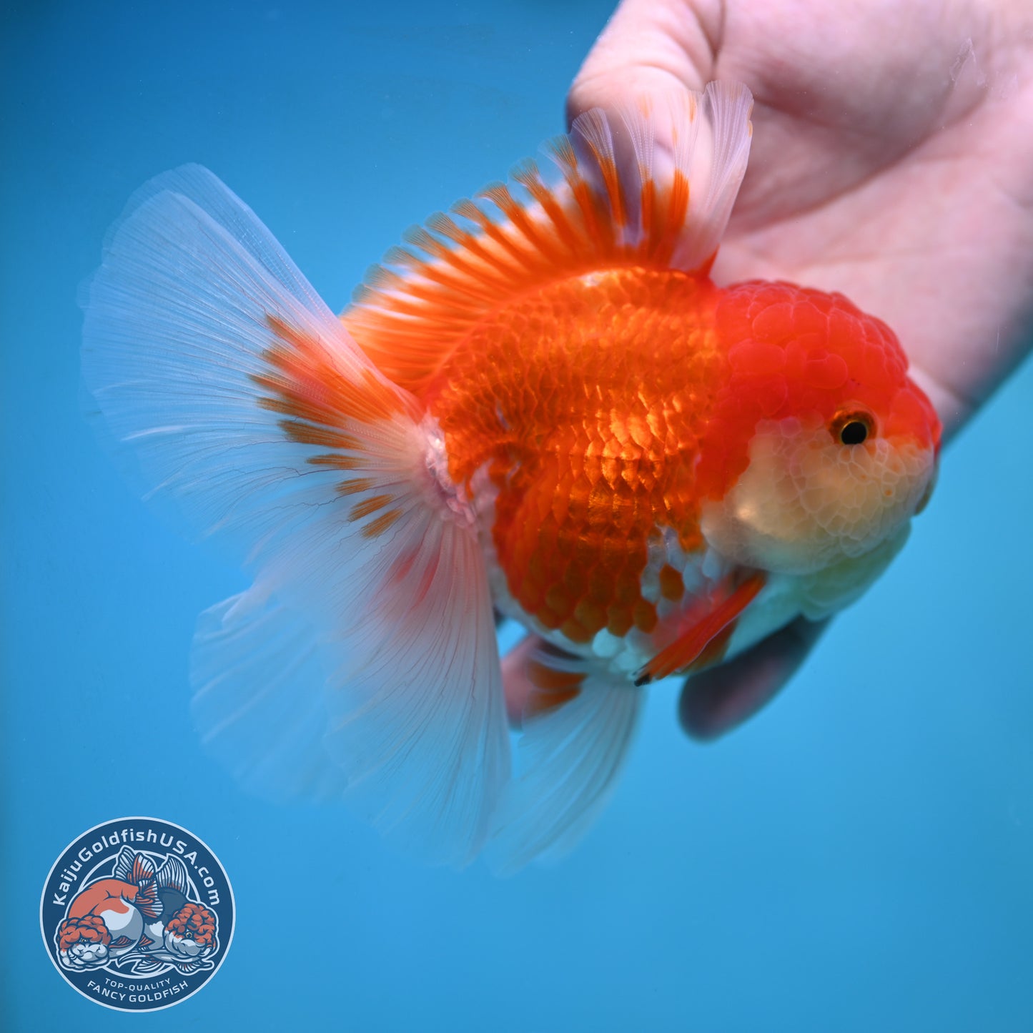 Rose Tail Red White Oranda 4 inch Body (250905_OR09)